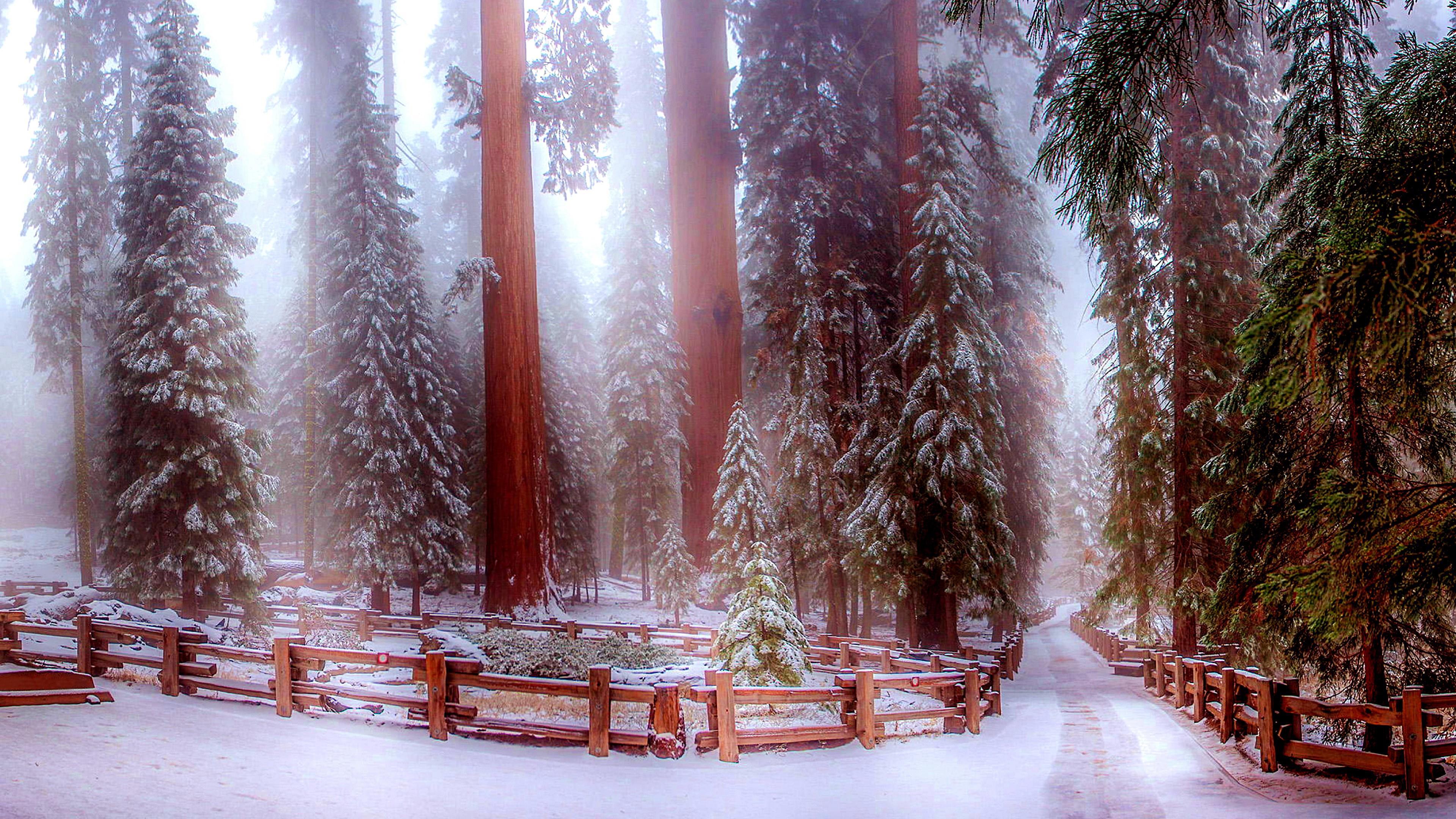 Sequoia National Park 4K Wallpapers - Top Free Sequoia National Park 4K