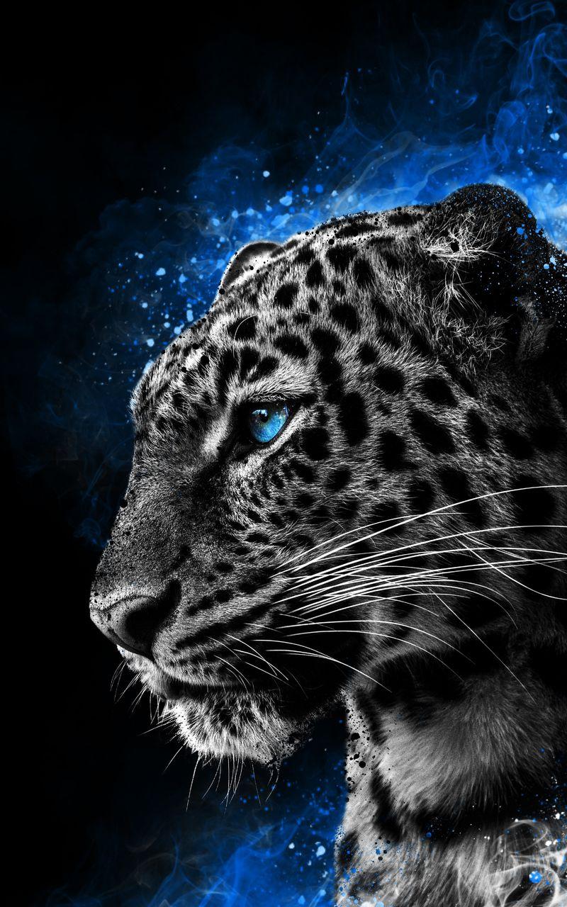 Cool Cheetah Wallpapers - Top Free Cool Cheetah Backgrounds