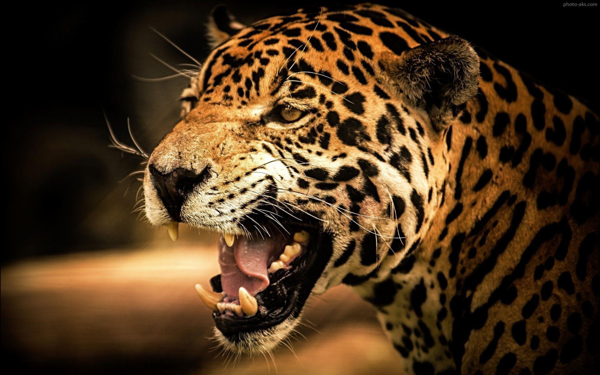 1920x1200 تصویر نعره یوزپلنگ چیتا. Cheetah picture, Cheetah wallpaper