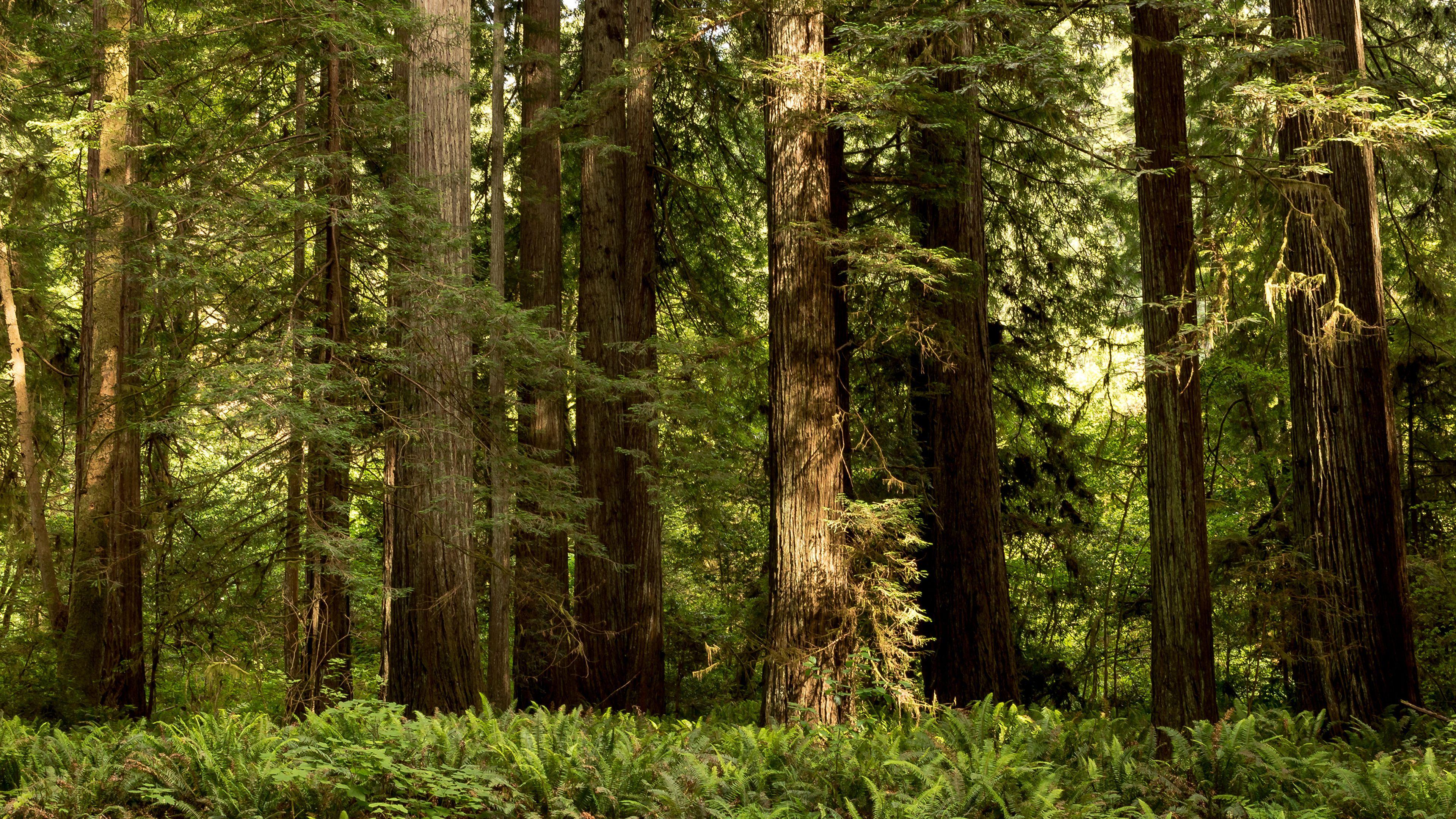 3840x2160 Desktop Wallpaper California USA Redwood National State 3840x2160