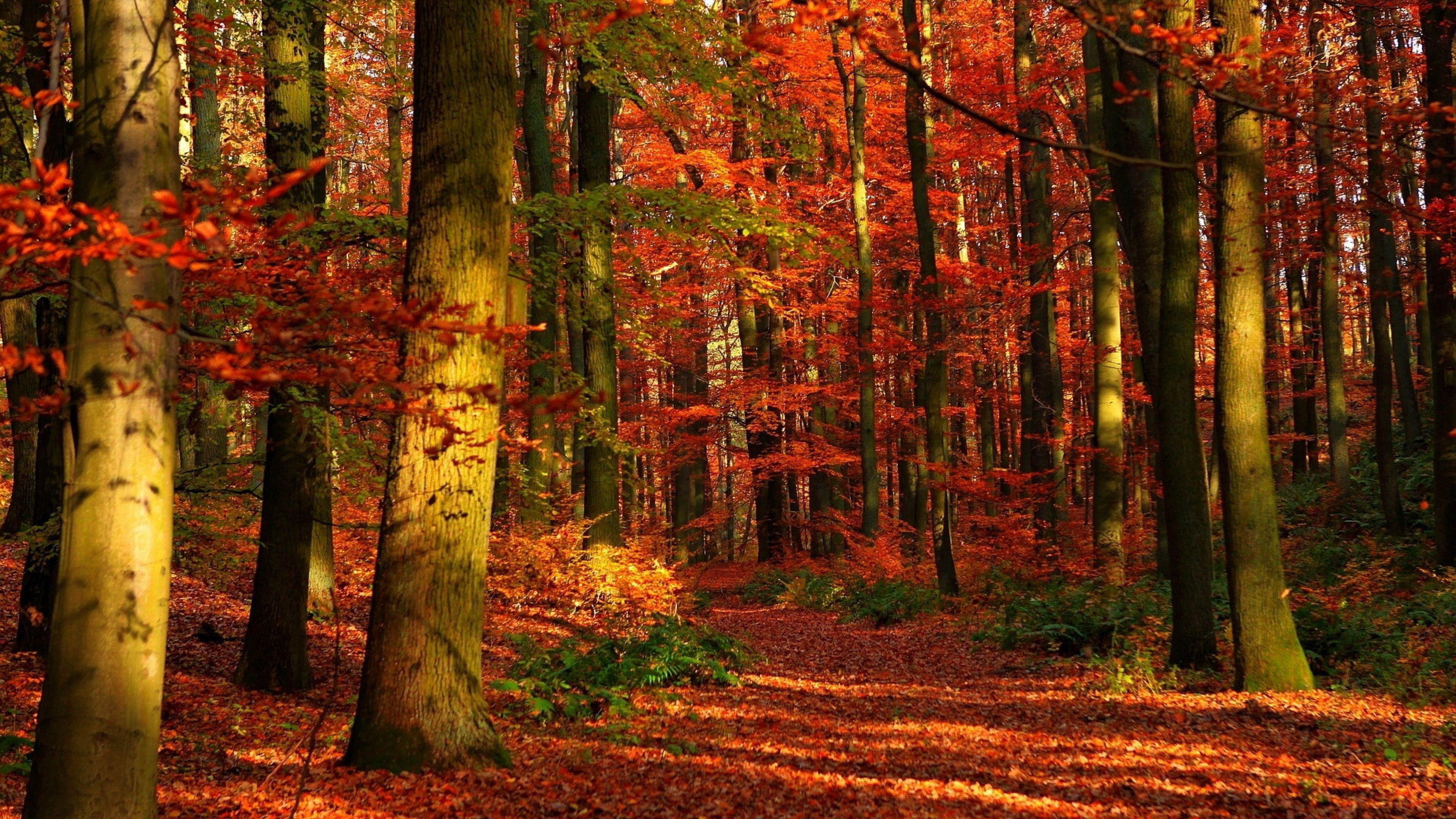 3840x2160 Free download Autumn Wood Leaves Trees Red Gleams Wallpaper