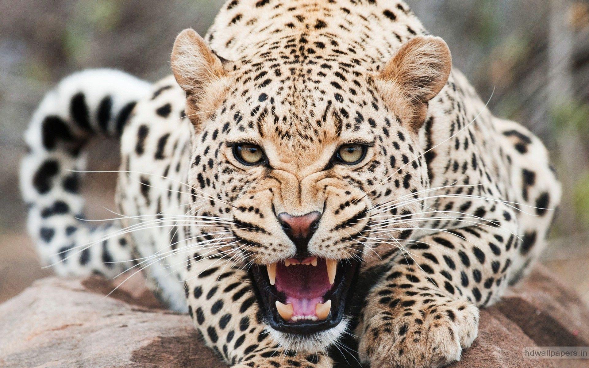 1920x1200 Cheetah 4K wallpaper for your desktop or mobile screen free