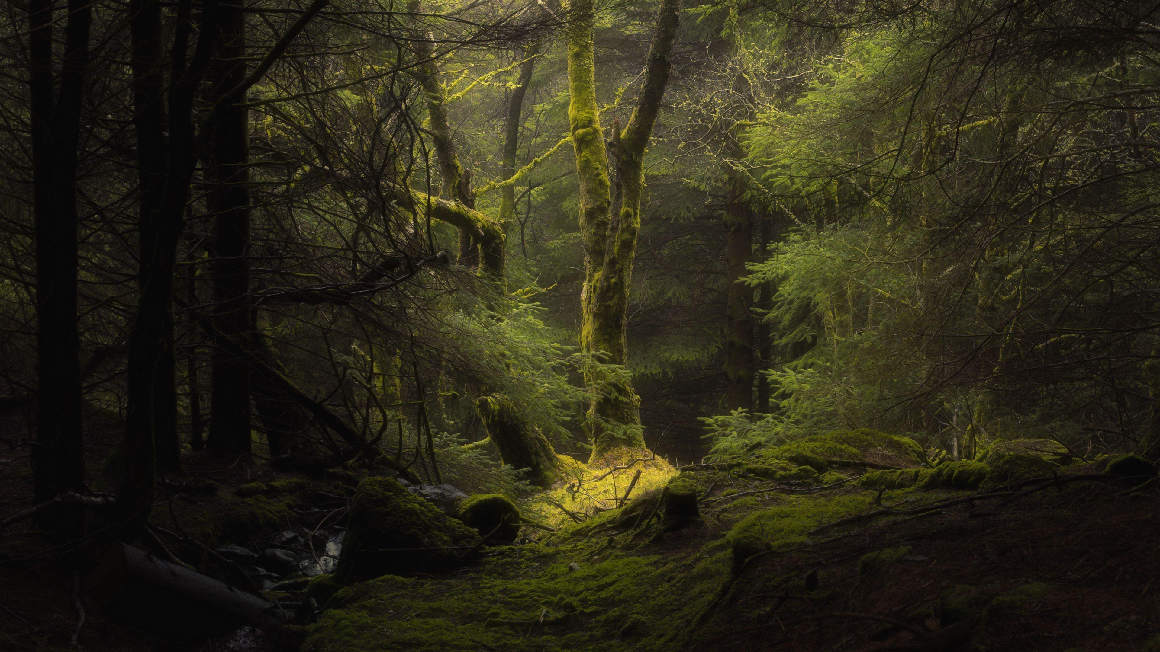 3840x2160 Forest HD Wallpaper & Background