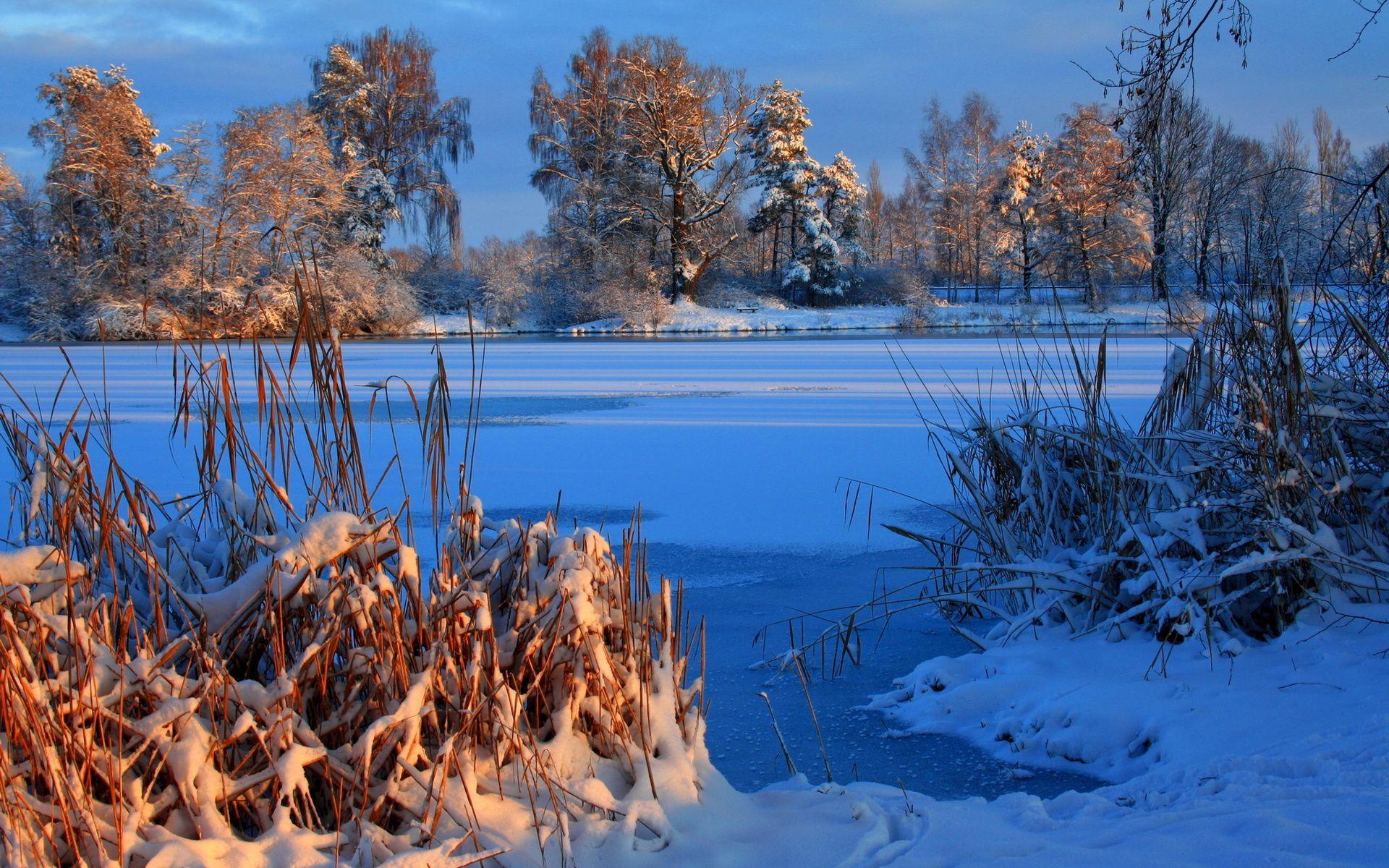 1920x1200 Landscapes winter snow ice frozen shore beaches trees autumn fall