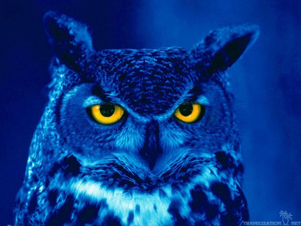 Blue Owl Wallpapers - Top Free Blue Owl Backgrounds - WallpaperAccess