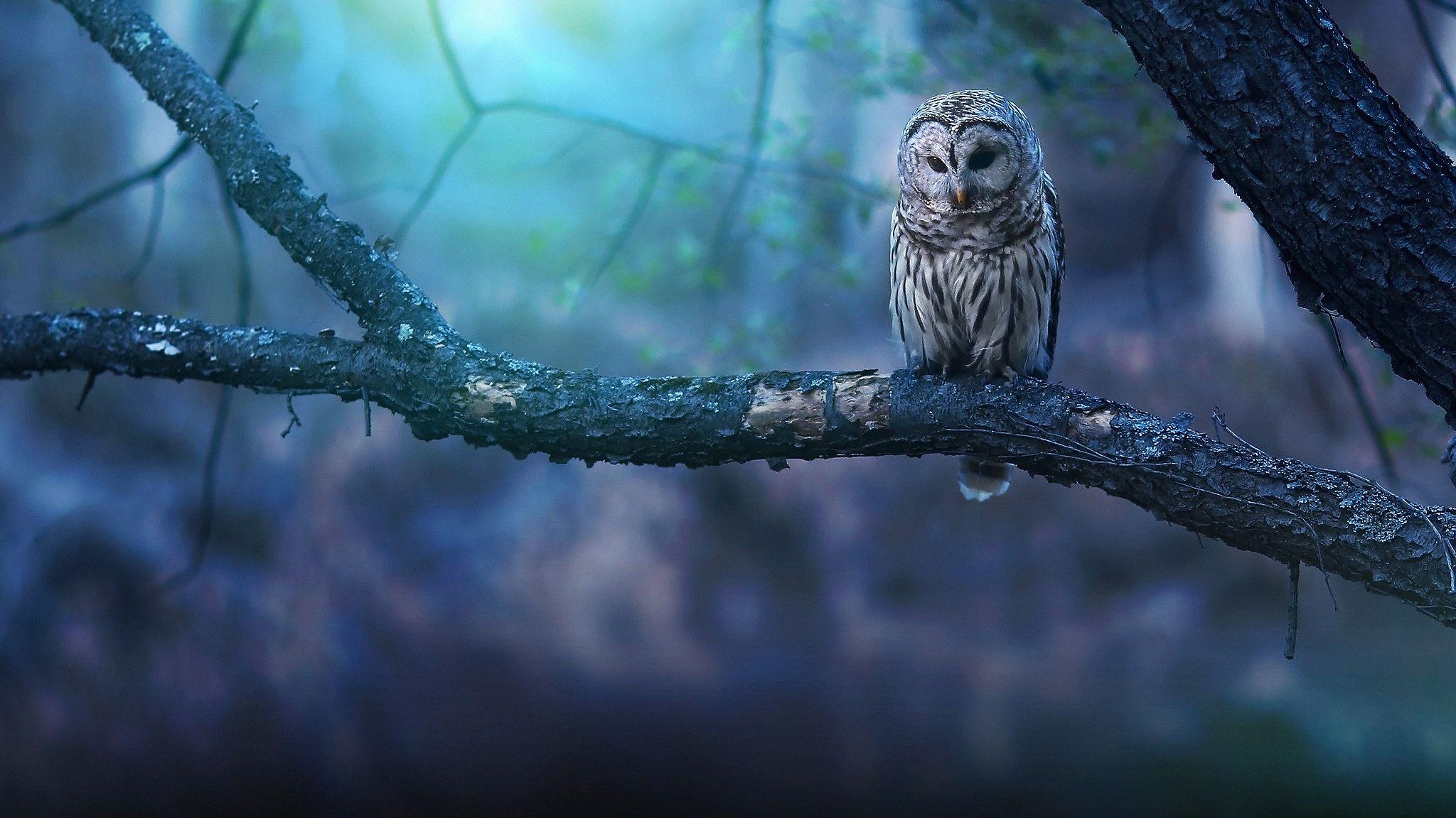 2048x1152 Owl Wallpaper HD