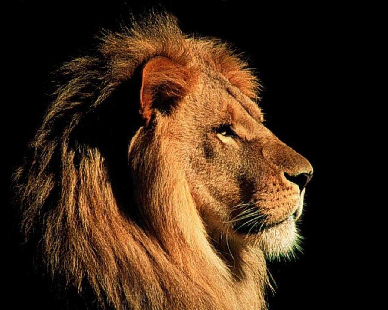 Lion 1080x2280 Resolution Wallpapers One Plus 6,Huawei p20,Honor view  10,Vivo y85,Oppo f7,Xiaomi Mi A2