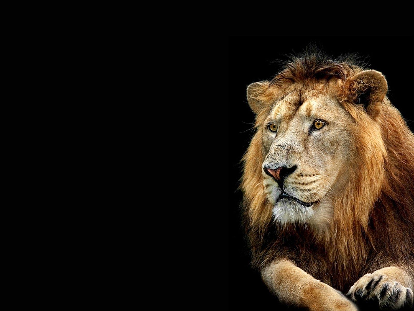 3D Lion Wallpapers - Top Free 3D Lion Backgrounds - WallpaperAccess