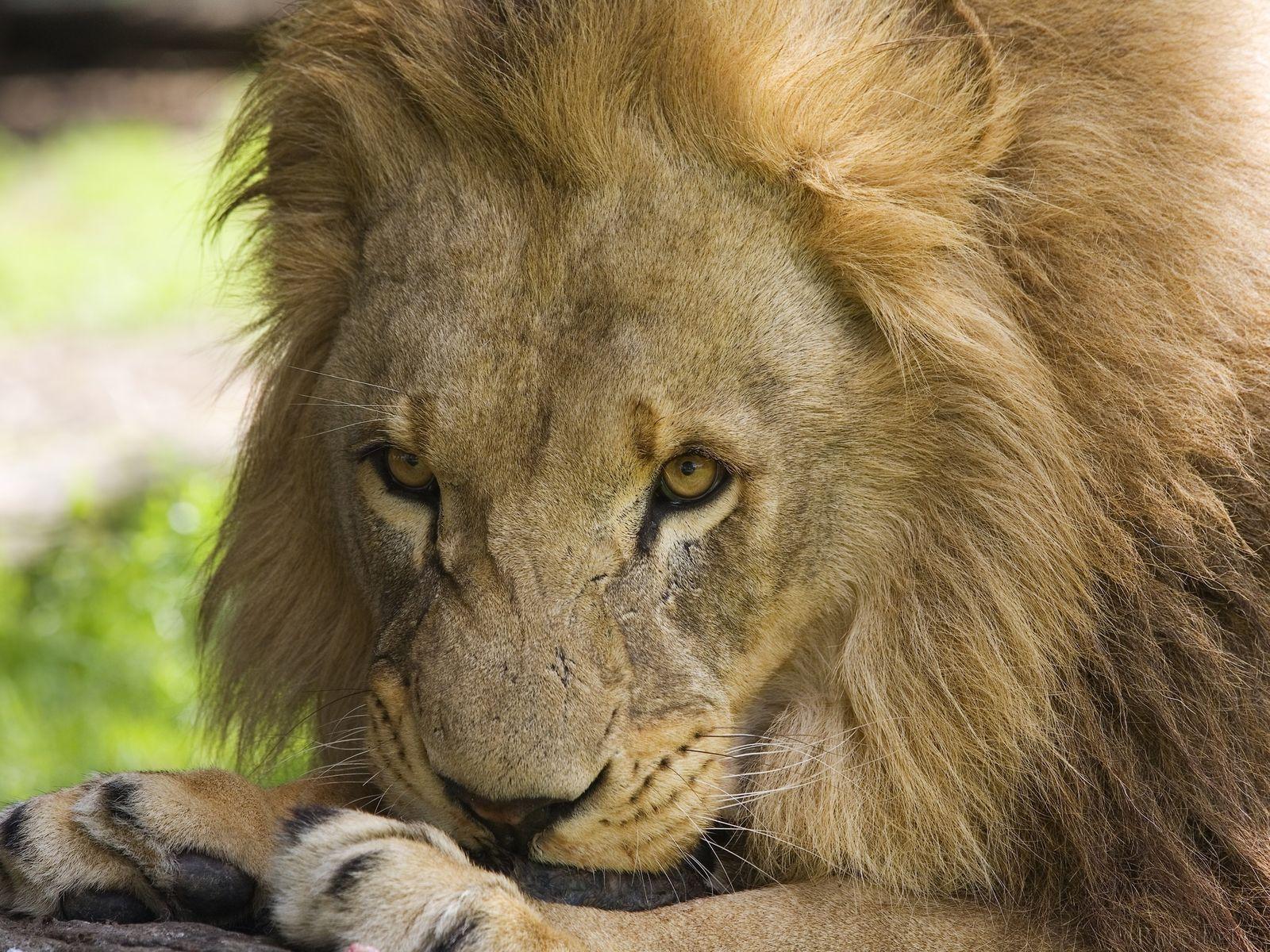 1600x1200 3D lion wallpaper free download