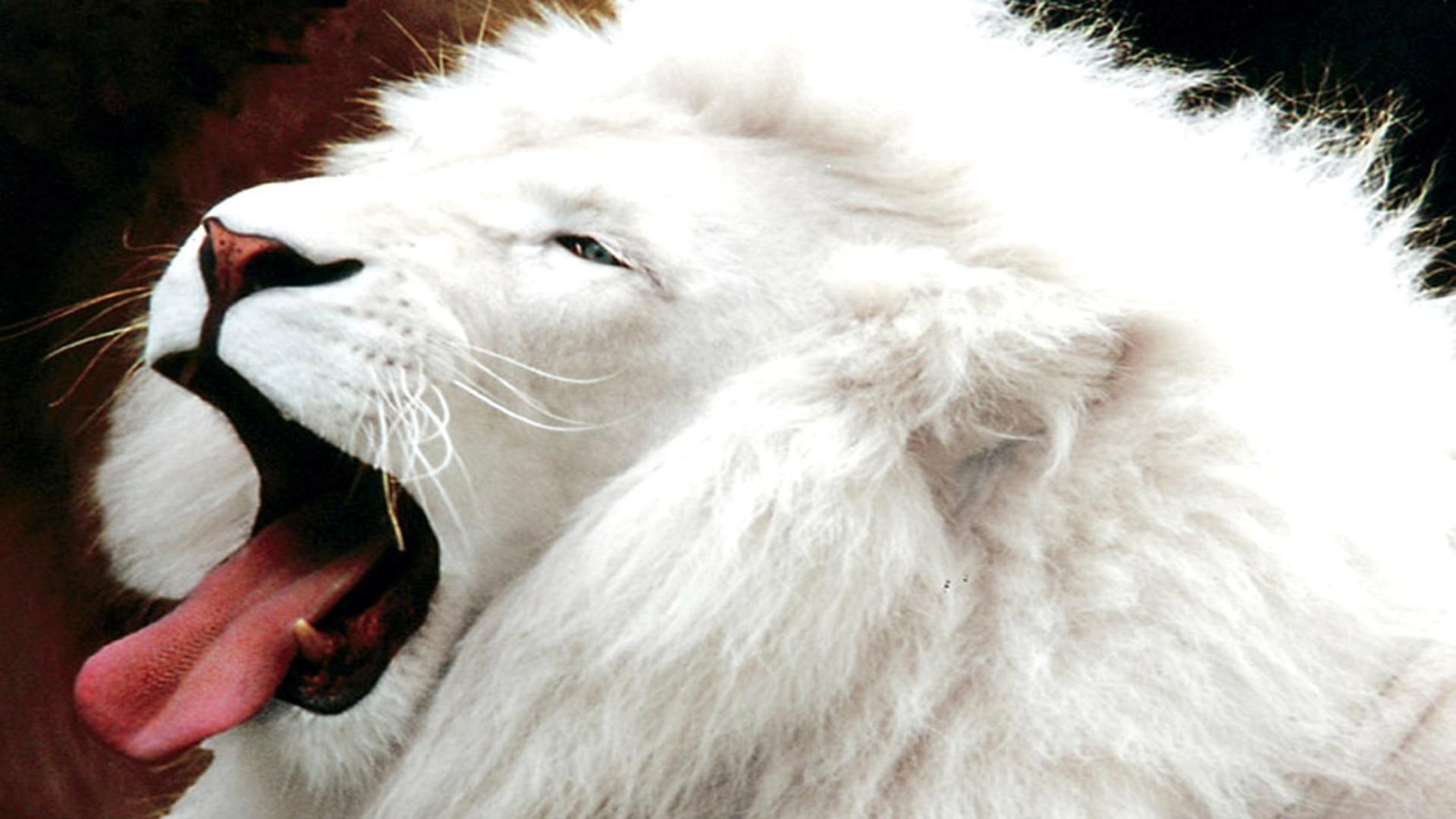 1920x1080 White Lion Background