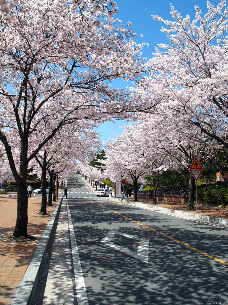 768x1024 Shattuck Left Lg. South Korea, Daegu South Korea, Korea Wallpaper