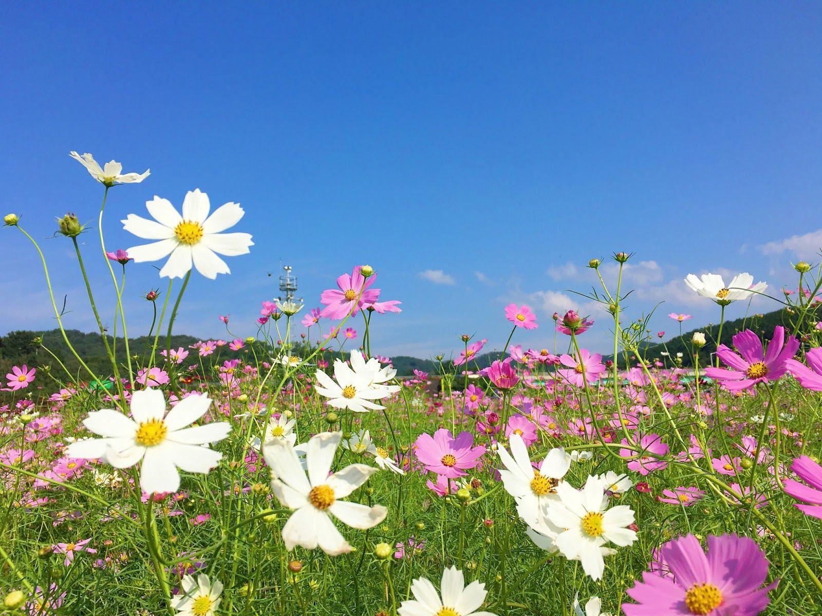 1600x1200 Autumn Scenery Of Hajungdo Island With Cosmos Flowers In Daegu, South Korea And News Traveling