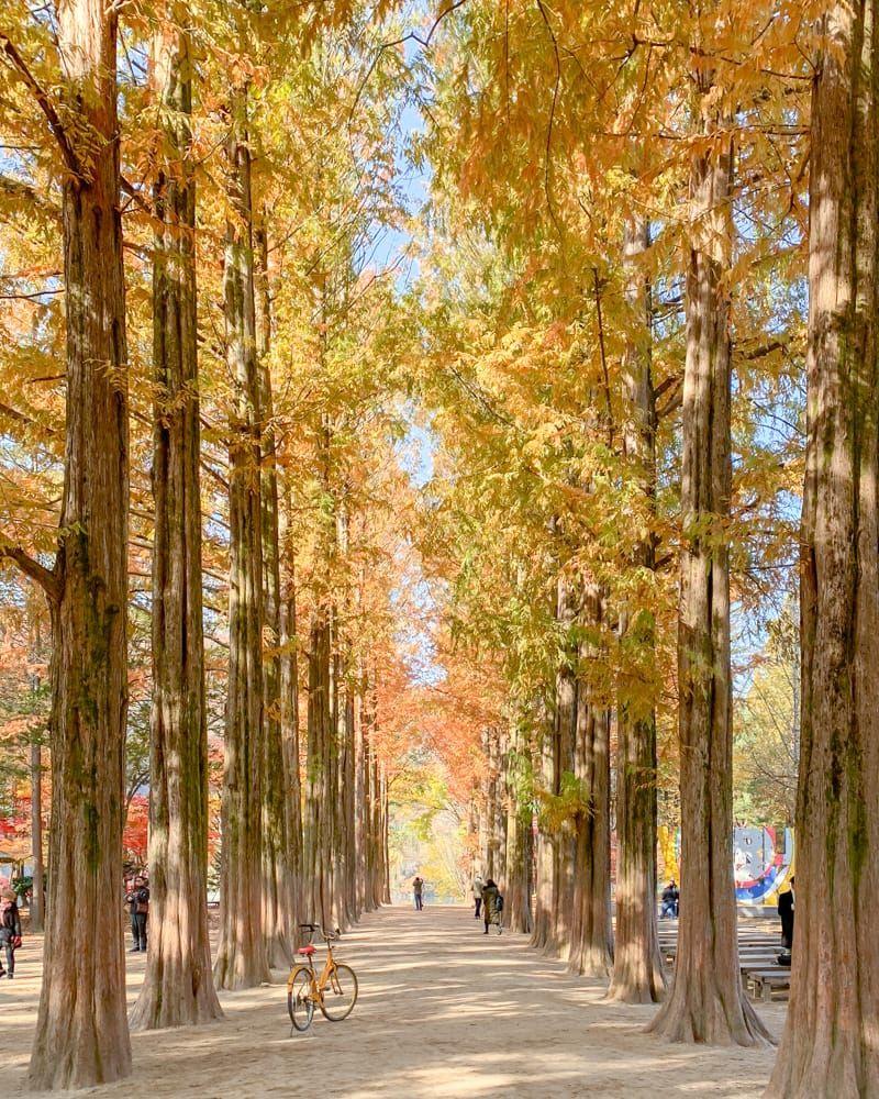 800x1000 Exploring Nami Island in Autumn: Travel Guide
