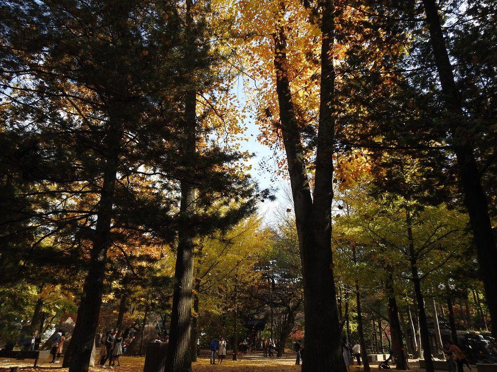 1024x768 nami island, south korea. Known for its magical, almost eth