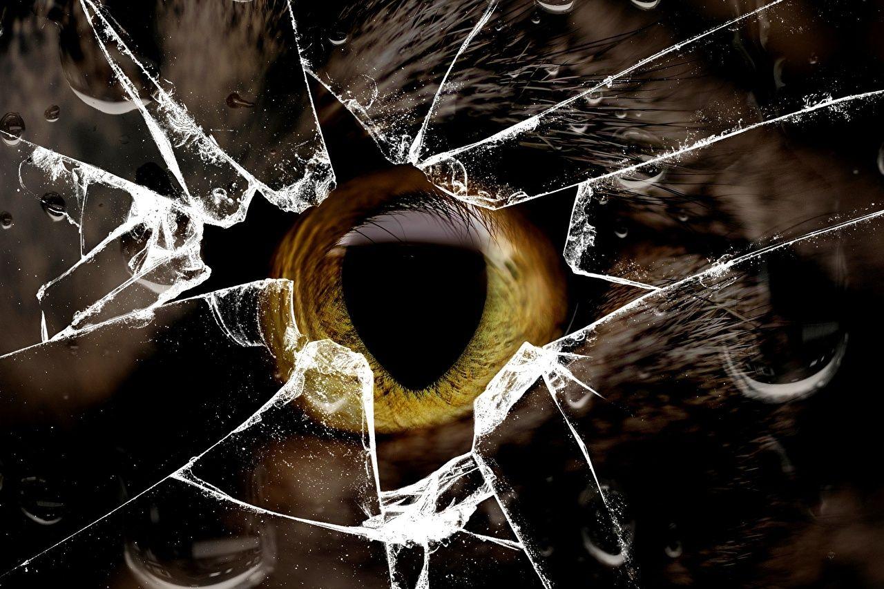 Glass Animals Wallpapers - Top Free Glass Animals Backgrounds