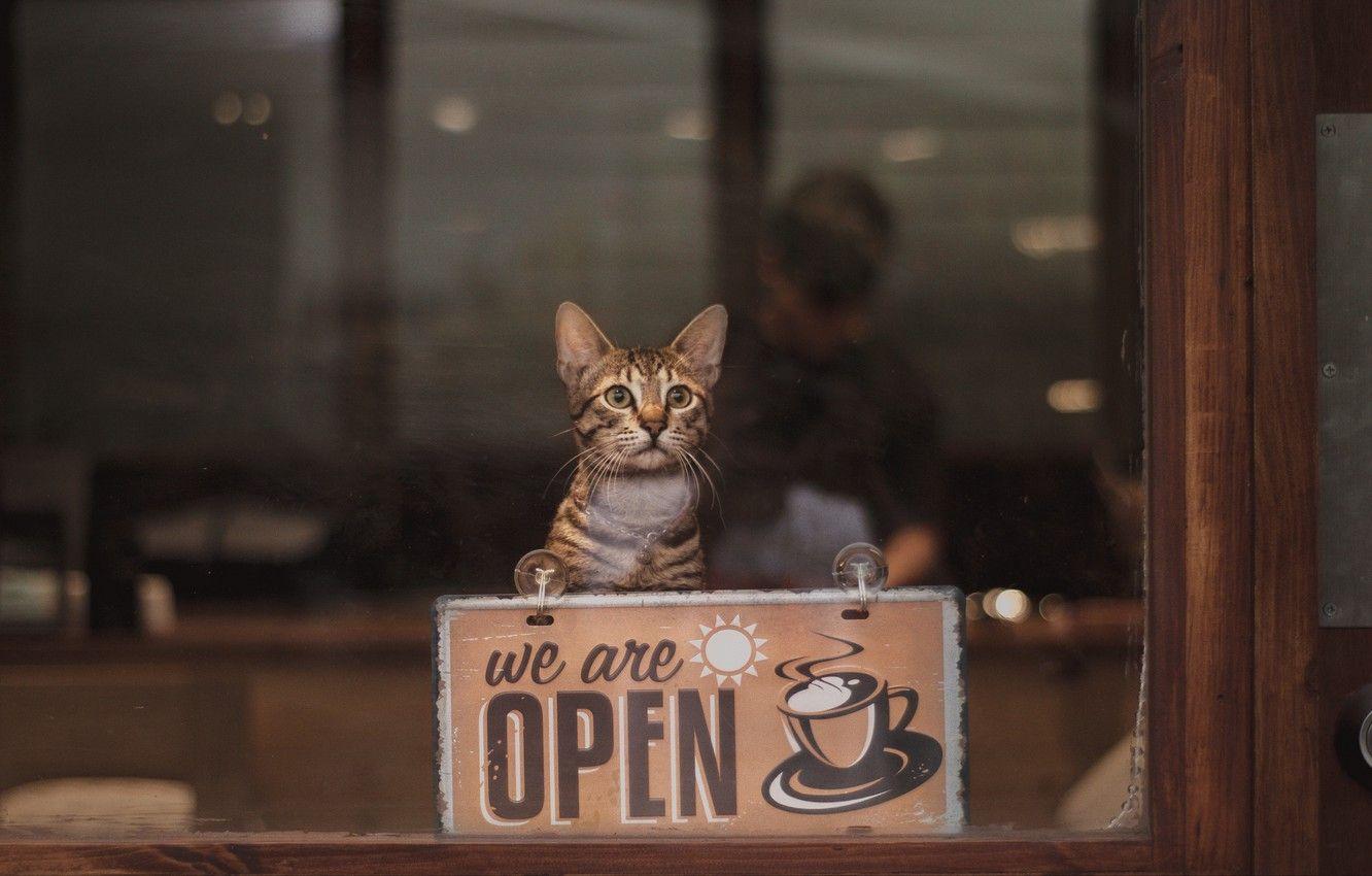 1332x850 Wallpaper glass, animals, sign, cat, words, blur, bokeh, window