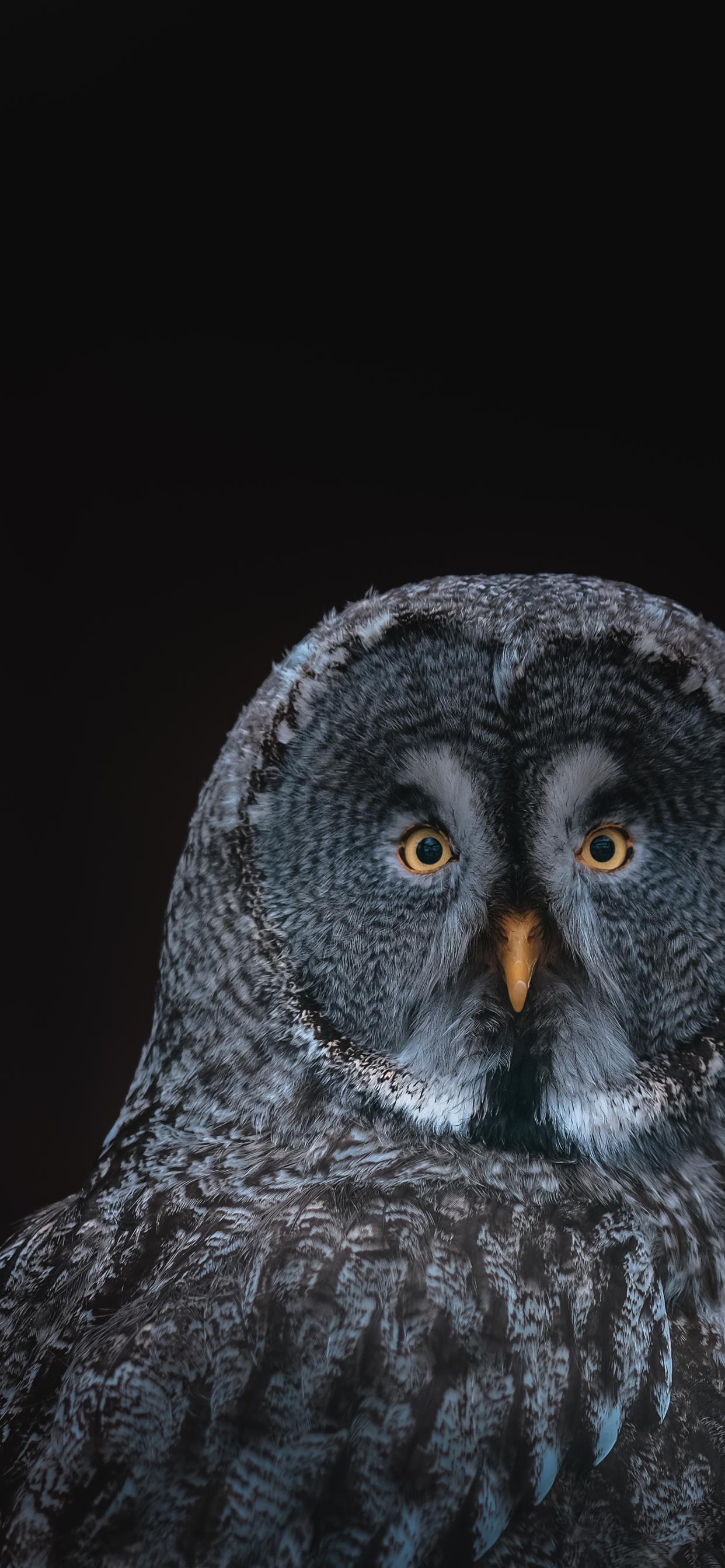 1242x2688 gray owl on black background iPhone 11 Wallpaper Free Download