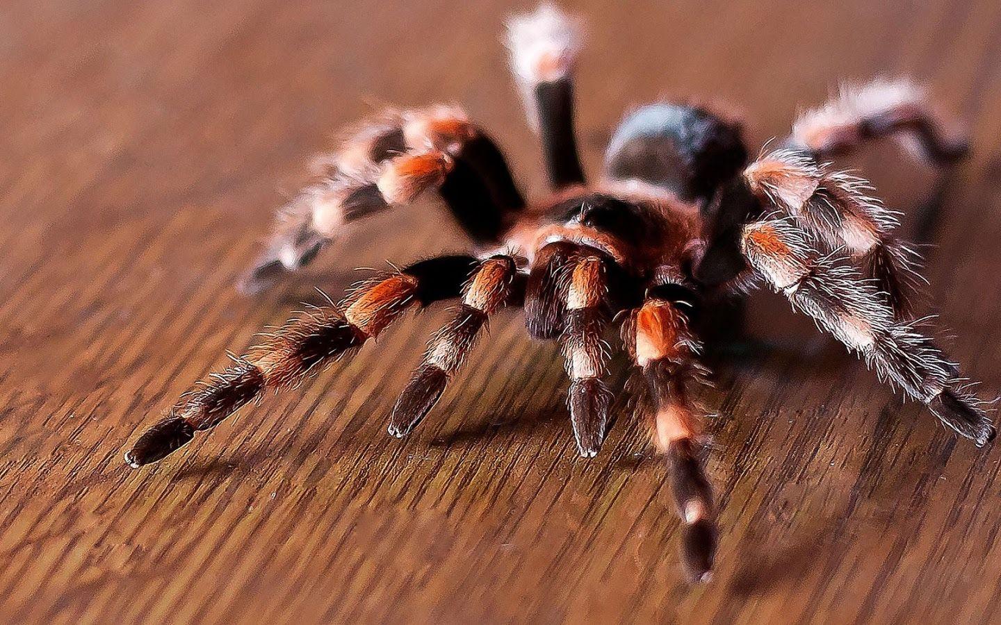1440x900 Live Wallpaper Spiders on MarkInternational.info