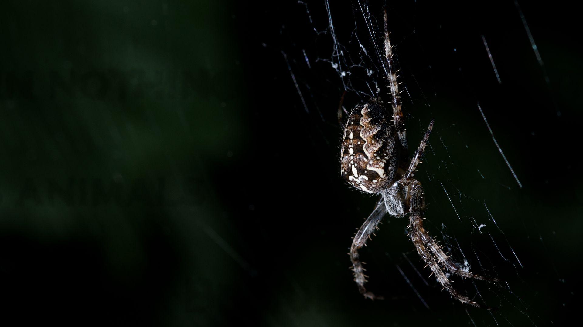 1920x1080 Spider Wallpaper. Best