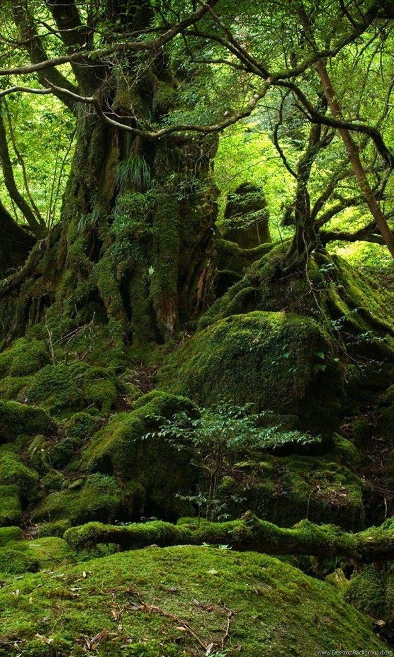 768x1280 Smartphone Jungle Wallpaper