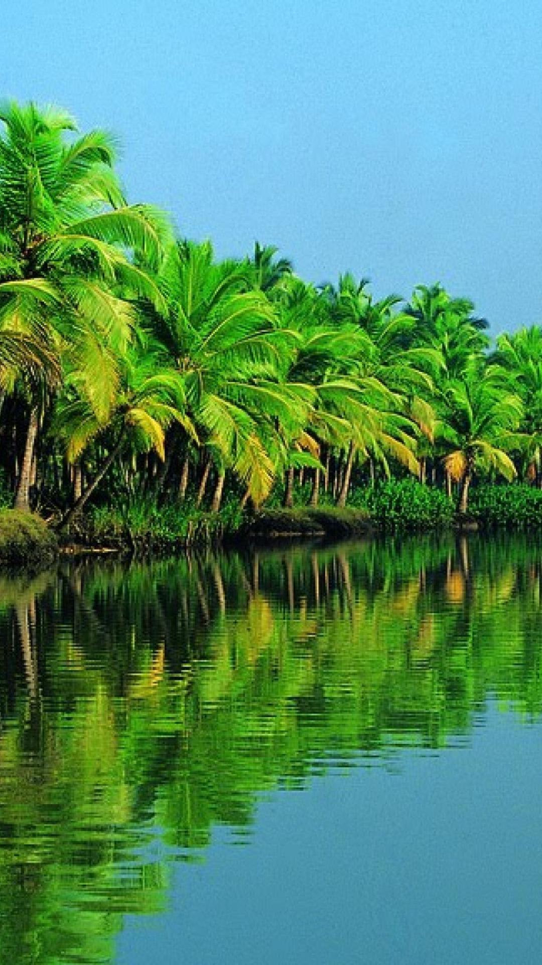 Jungle Phone Wallpapers Top Free Jungle Phone Backgrounds