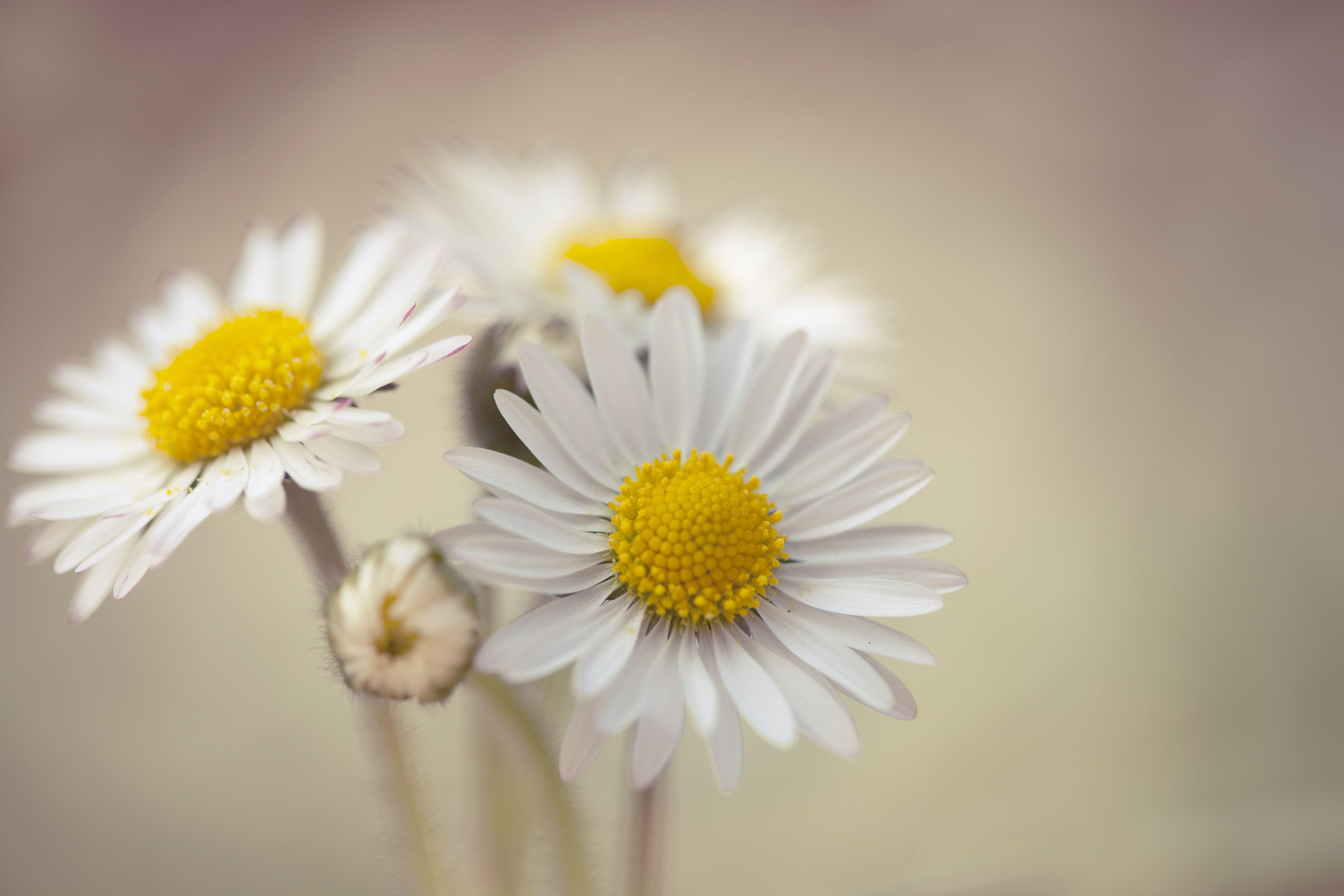 Free daisies pictures Types of
