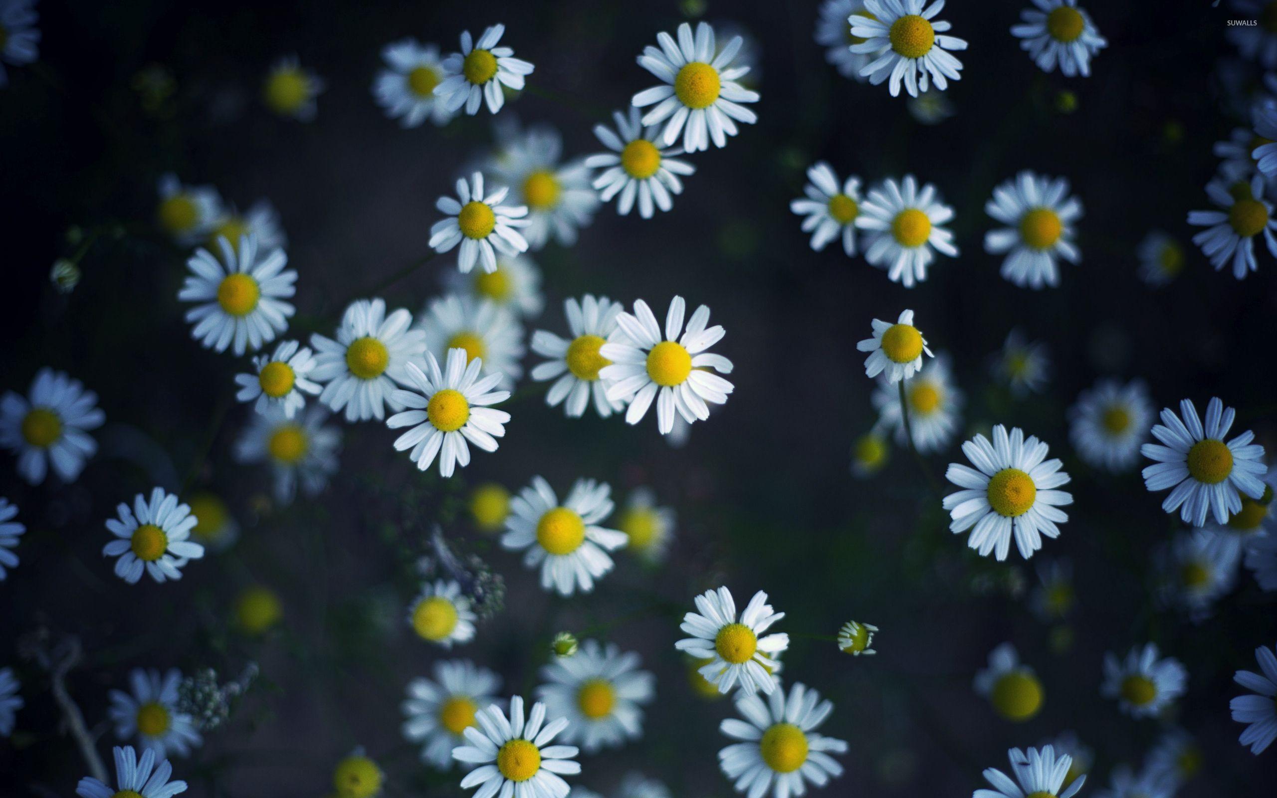 Daisy Aesthetic Computer Wallpapers  Top Free Daisy Aesthetic Computer  Backgrounds  WallpaperAccess