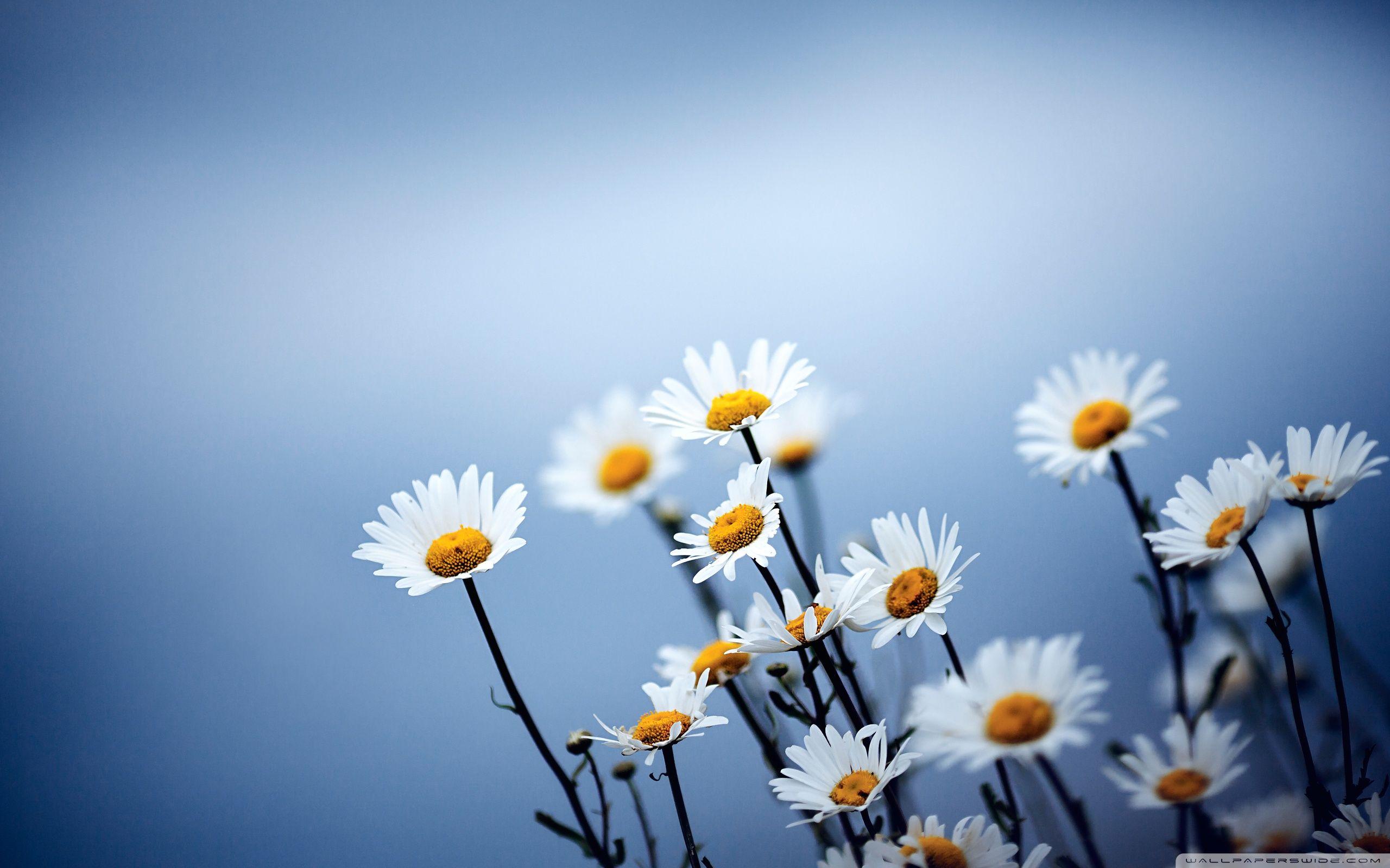 Simple Flower Desktop Wallpapers - Top Free Simple Flower Desktop