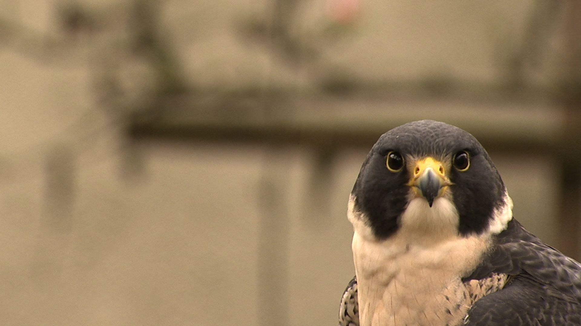 1920x1080 Peregrine Falcon Wallpaper 1080p. Peregrine falcon, Peregrine, Falcon