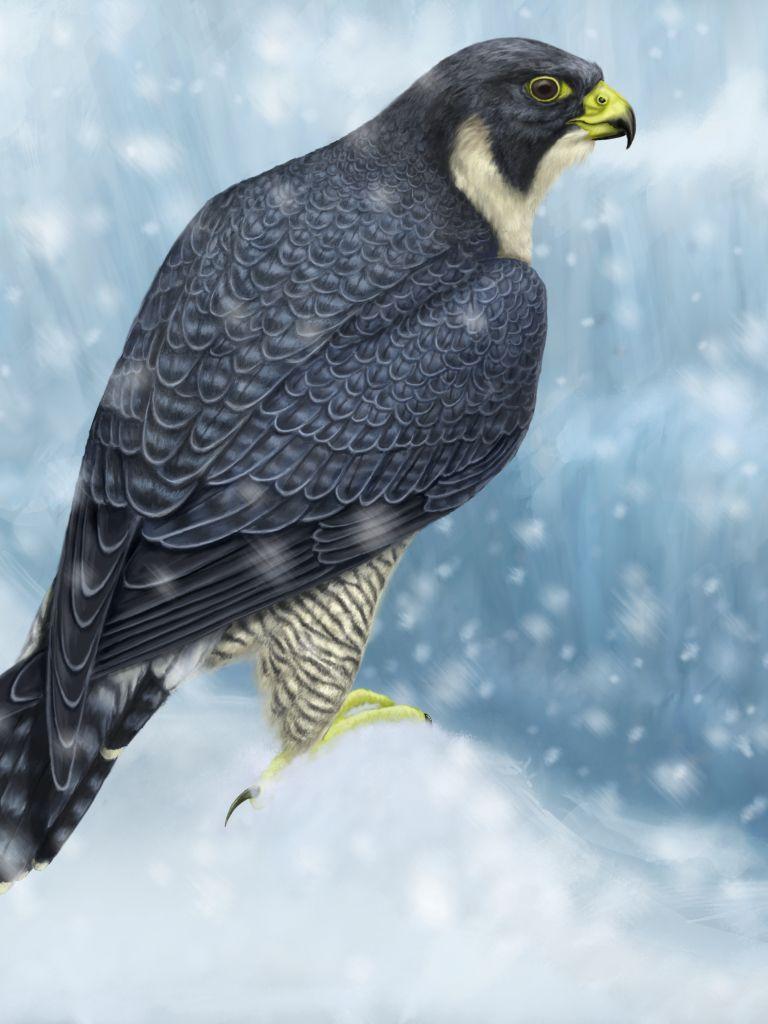 768x1024 Peregrine Falcon Mobile Wallpaper