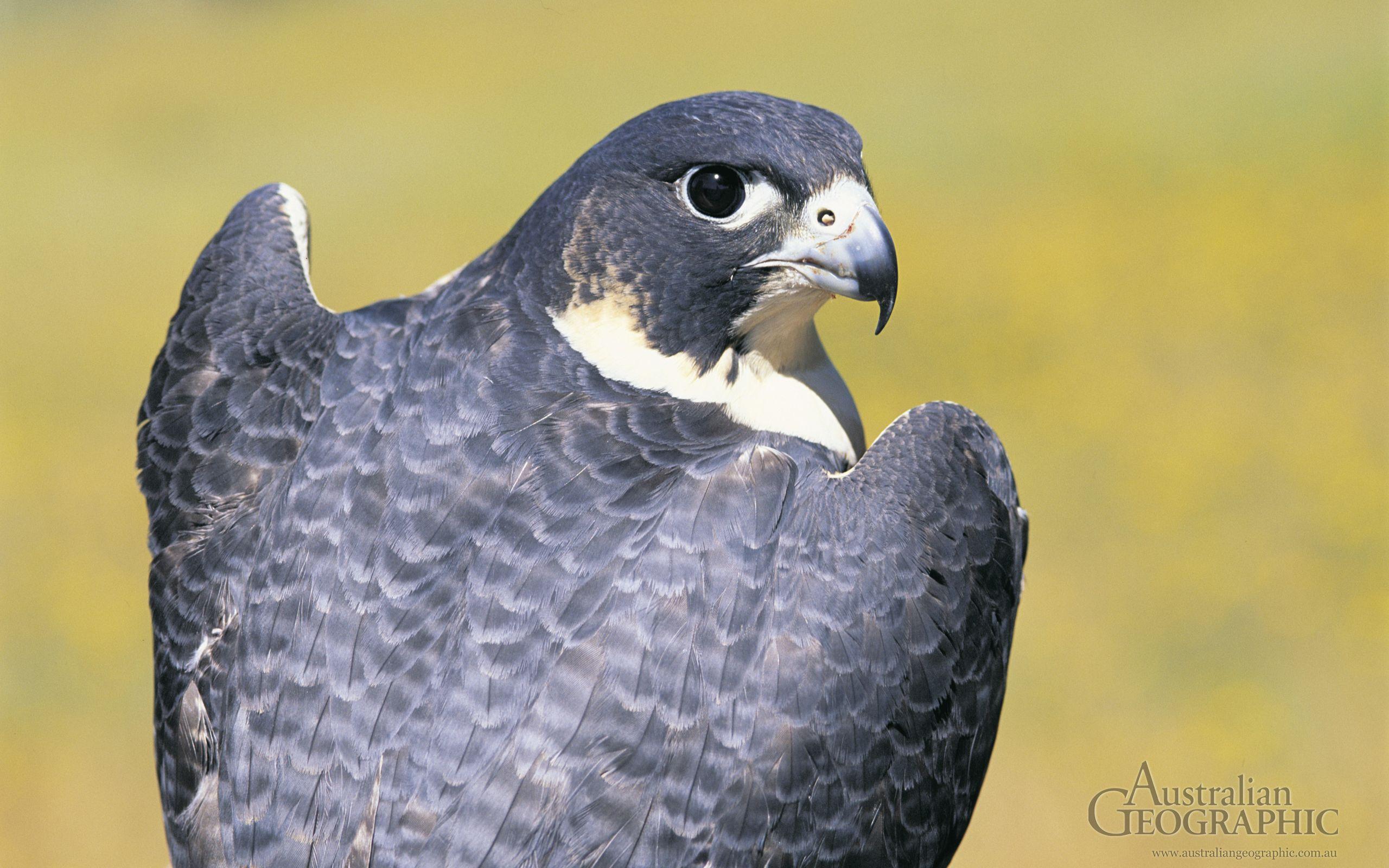 2560x1600 Free download Woof Peregrine Falcon Wallpaper mario brosscom