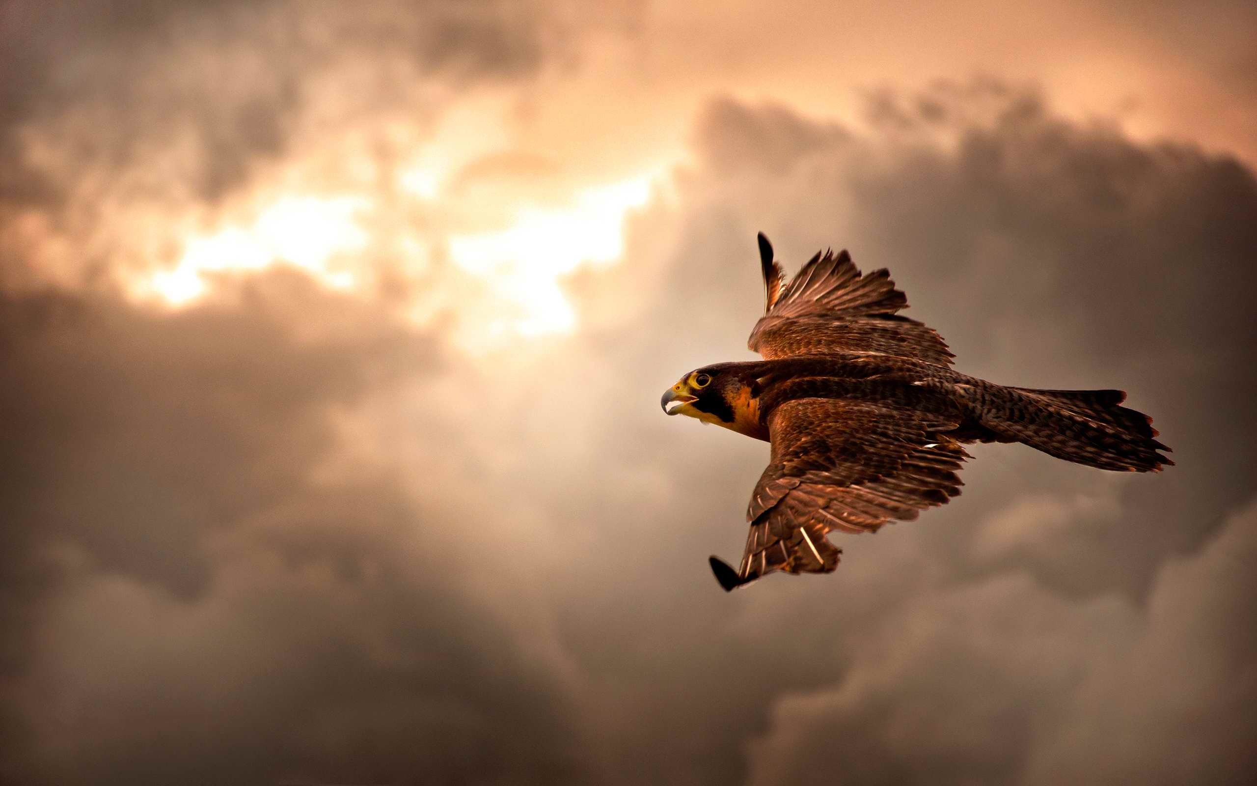 2560x1600 Peregrine Falcon Wallpaper HD Free Download > SubWallpaper