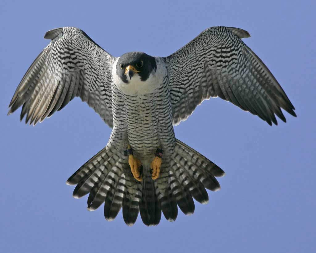 1024x820 Peregrine Falcon wallpaper, Animal, HQ Peregrine Falcon picture