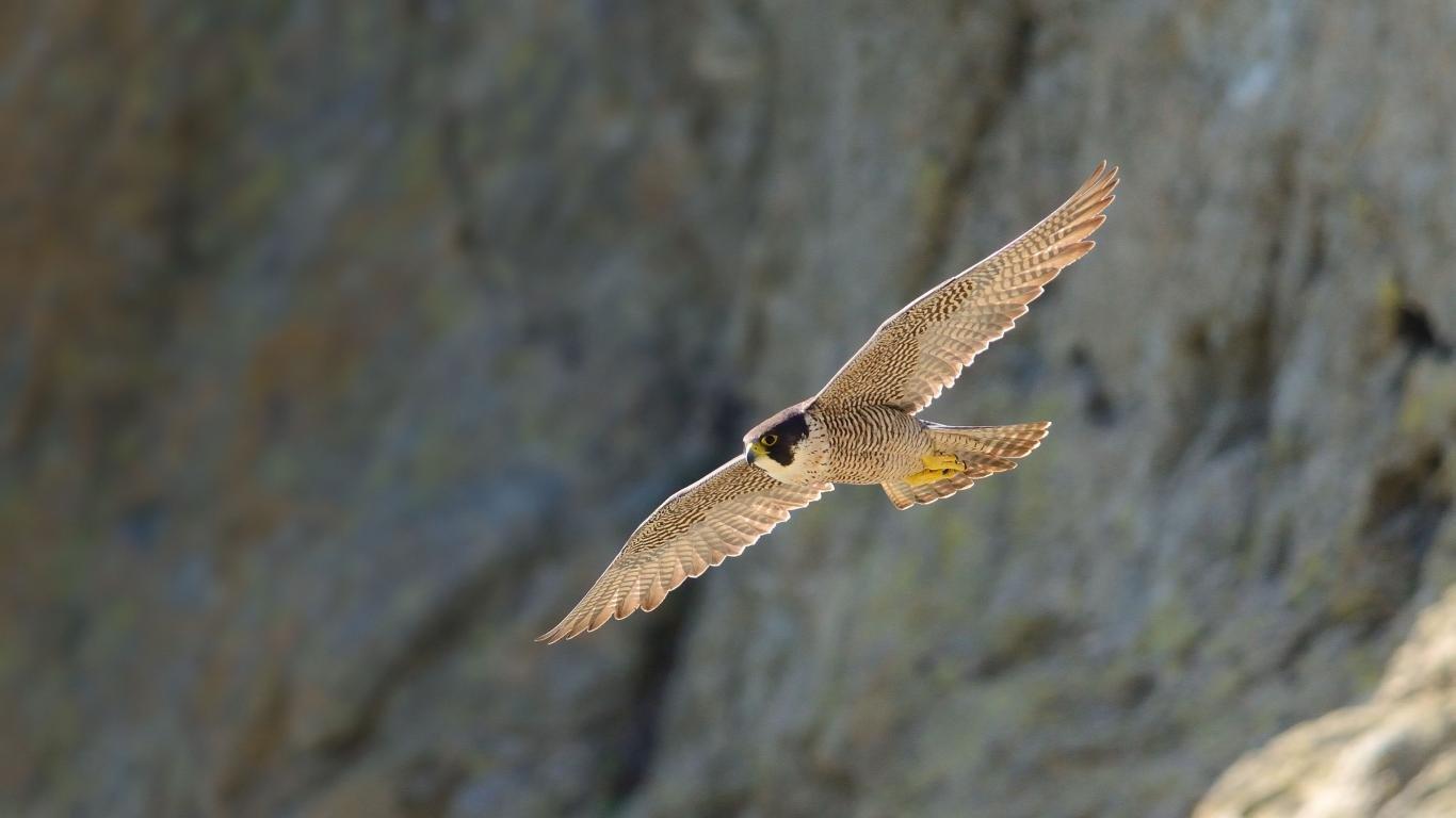 1366x768 Peregrine Falcon wallpaper HD for desktop background