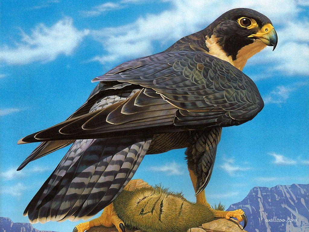1024x768 Break comcs: Peregrine Falcon Wallpaper