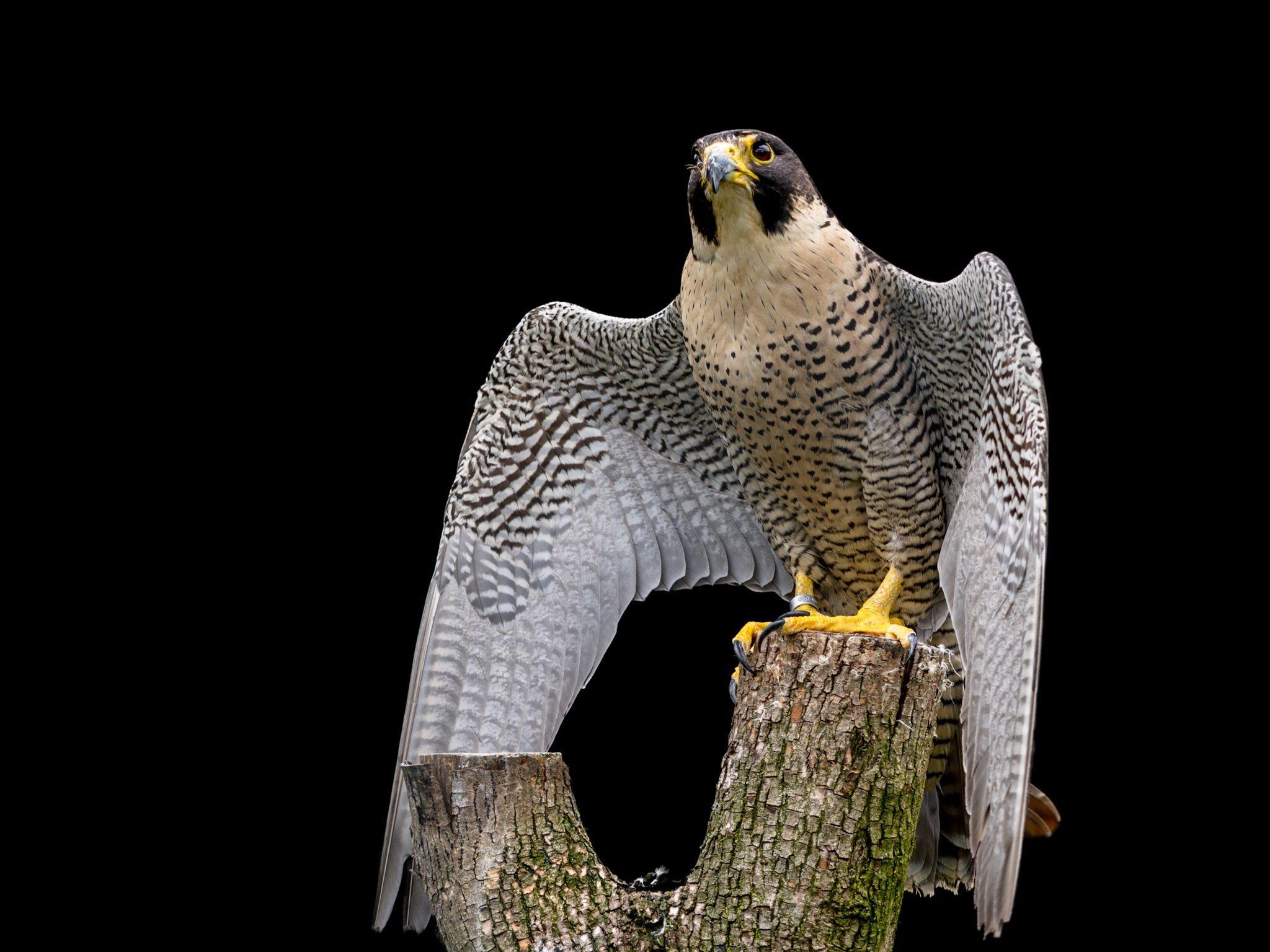 2048x1536 Peregrine falcon on a Tree Log HD Wallpaper. Background Image