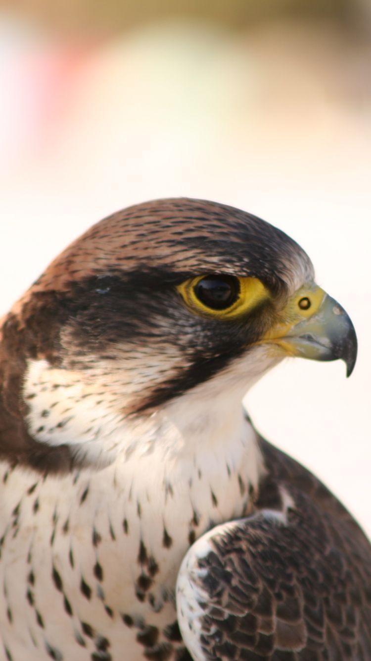 750x1334 Animal Peregrine Falcon (750x1334) Wallpaper