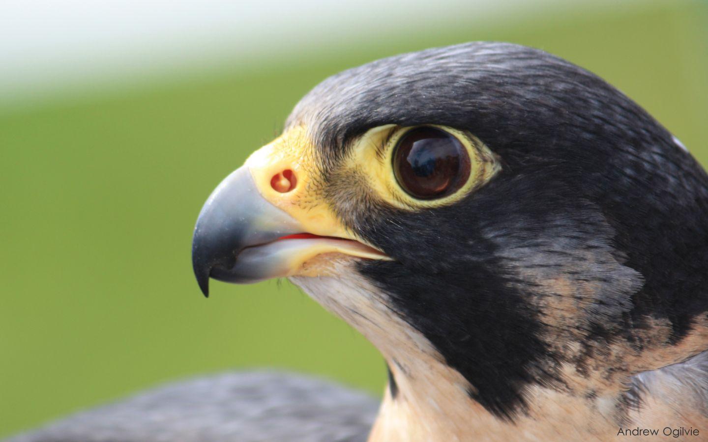 1440x900 Peregrine Falcon Wallpaper For Android Free Download > SubWallpaper