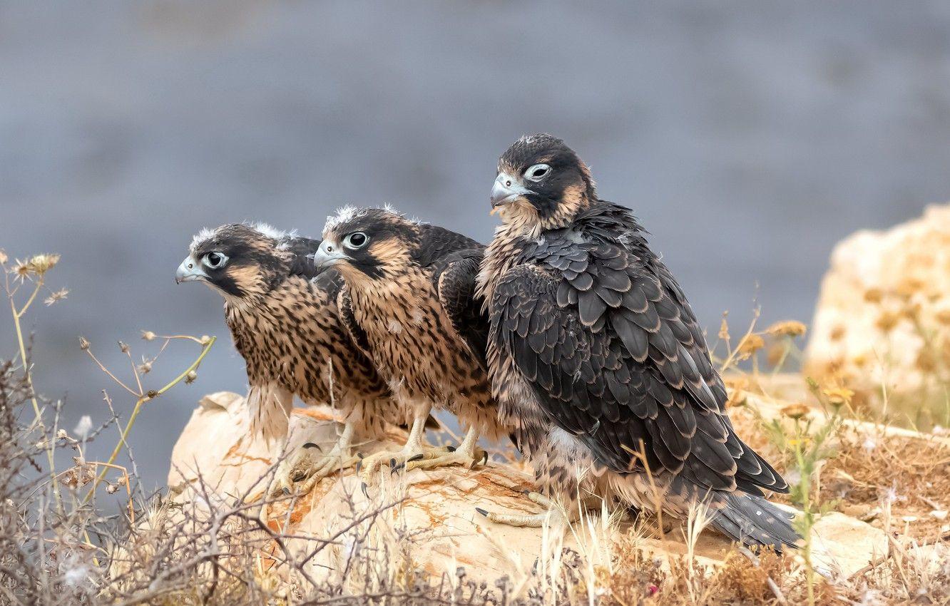 1332x850 Wallpaper birds, Peregrine, Peregrine falcon image for desktop