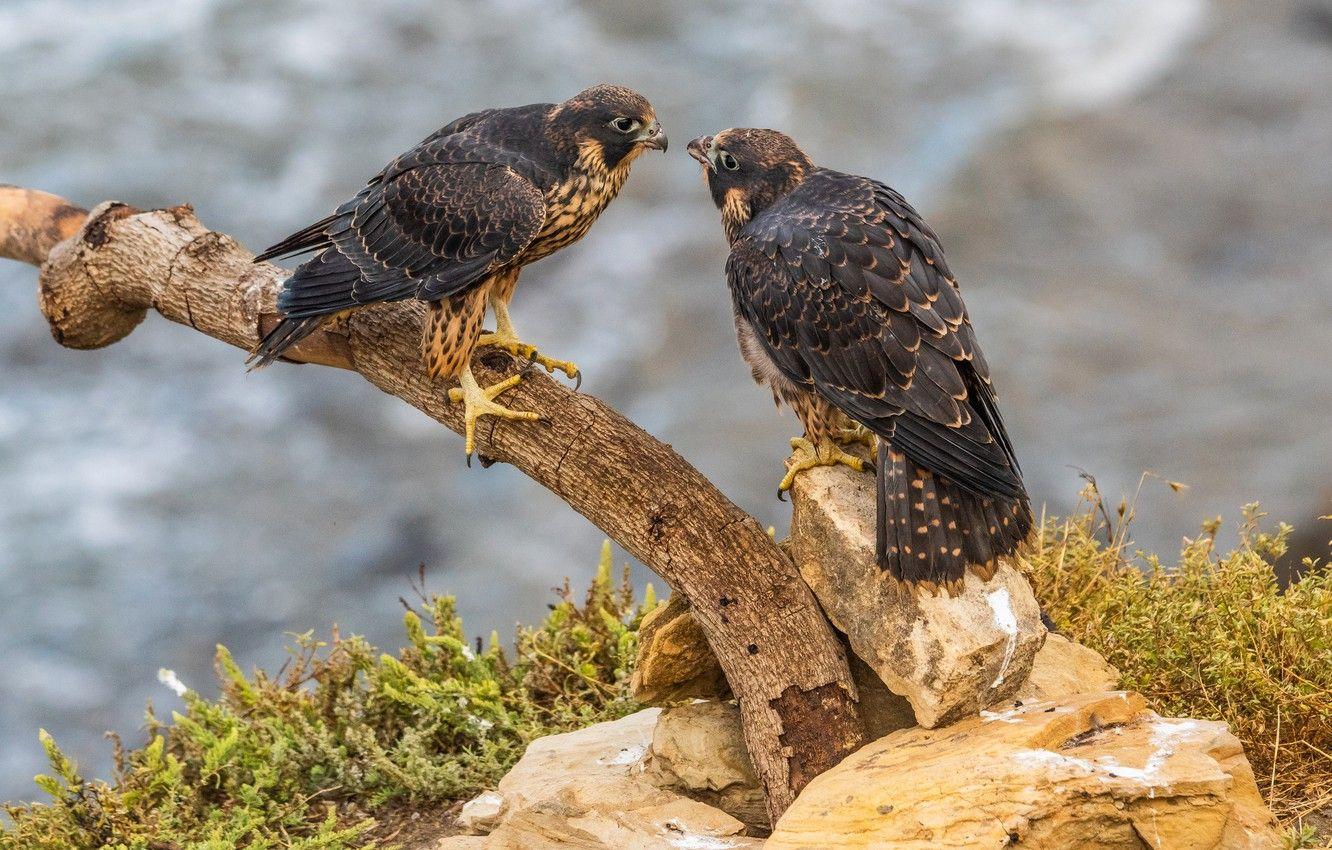 1332x850 Wallpaper grass, birds, nature, stones, branch, bokeh, falcons
