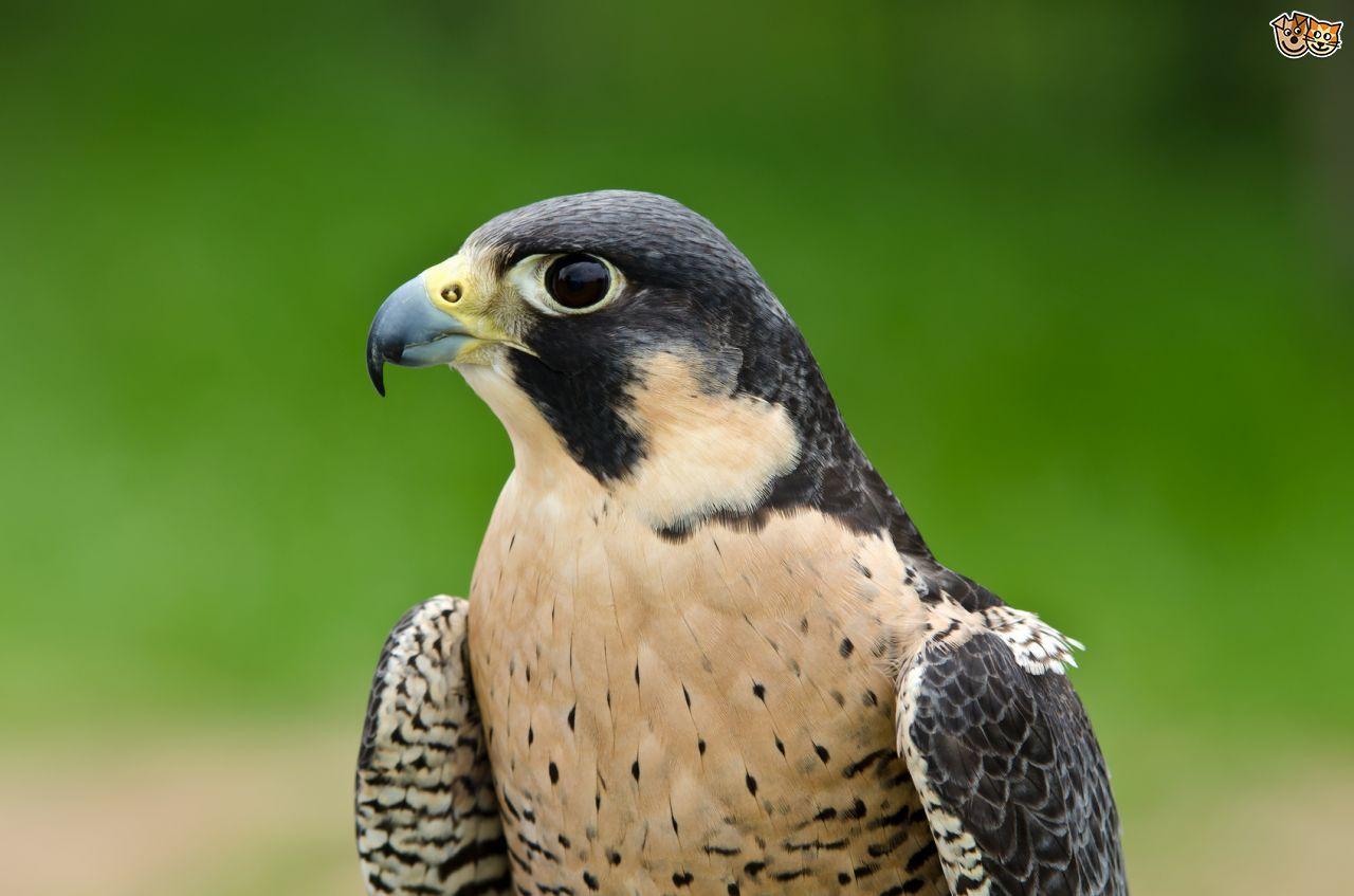 1280x847 HDQ Cover Image Collection of Peregrine Falcon: Evgeniy Ashmole