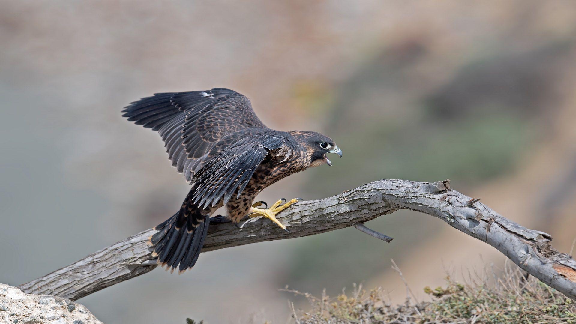 1920x1080 Peregrine falcon fledge[1920 x 1080]