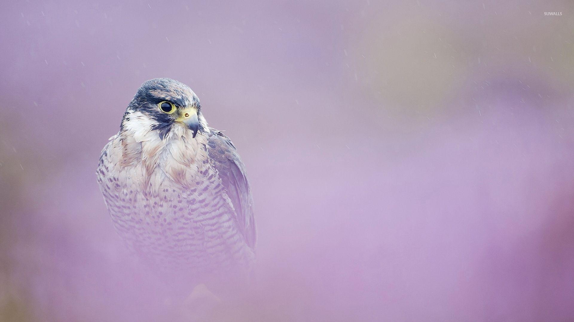 1920x1080 Peregrine falcon wallpaper wallpaper