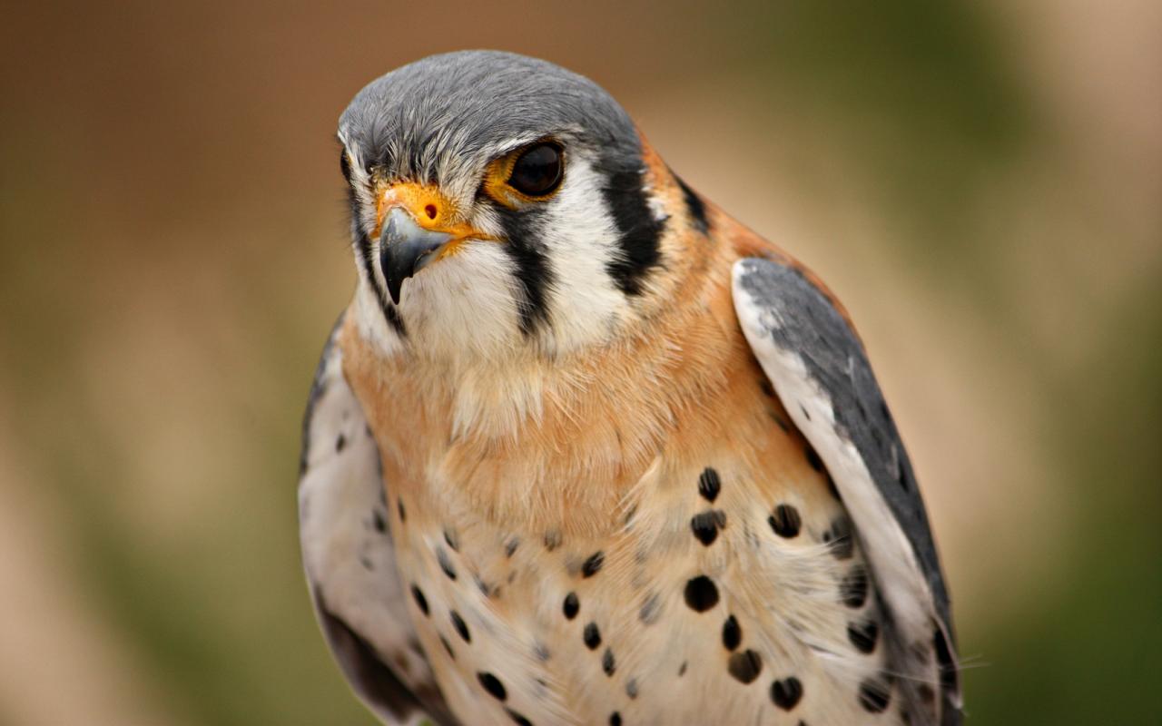 1280x800 Free download Peregrine falcon birds wallpaper HQ WALLPAPER 176950