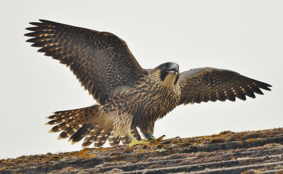 1135x700 Bird peregrine falcon prey predator wallpaperx2111