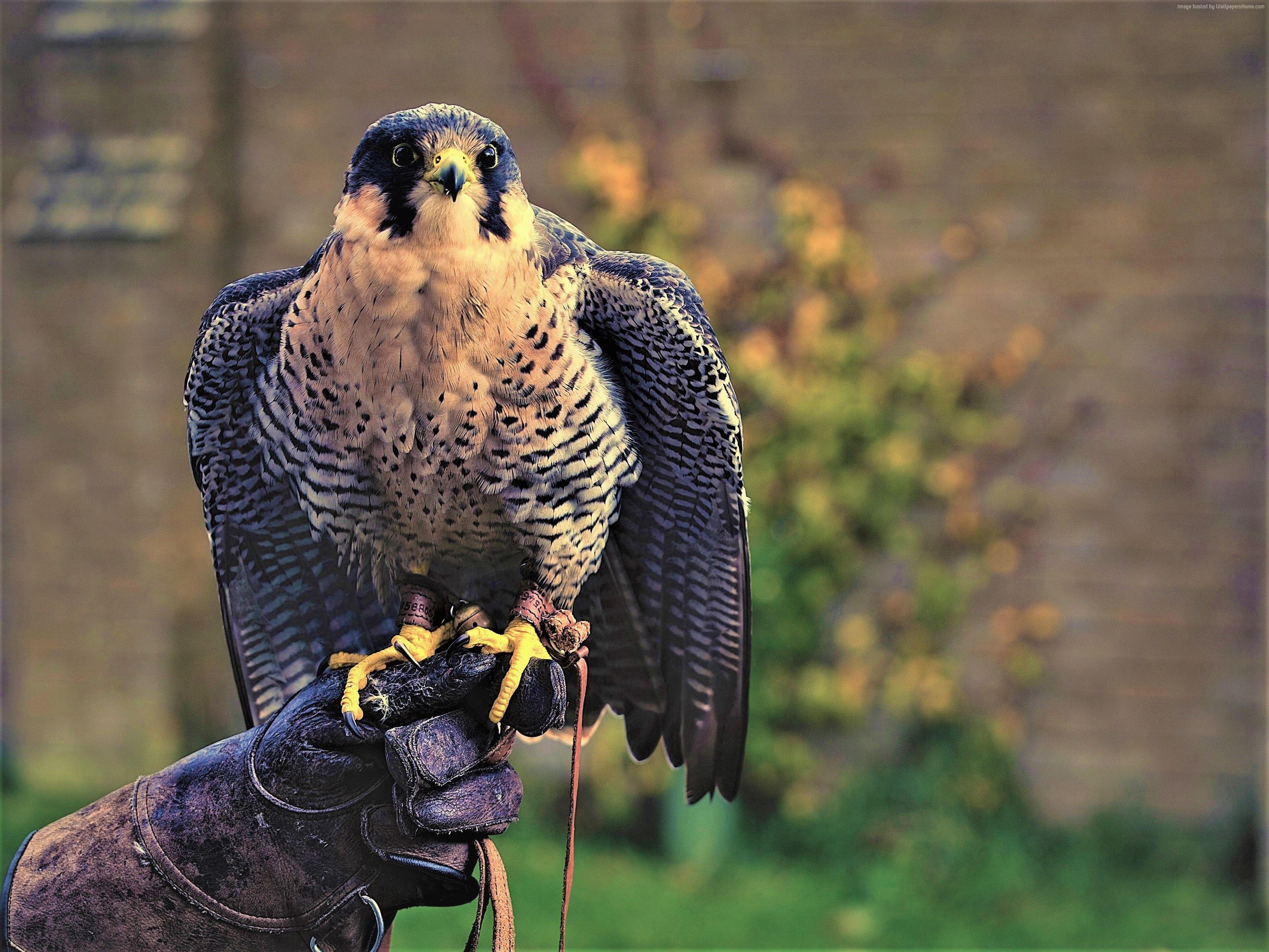 3331x2500 Animal Bird Peregrine Falcon wallpaperx2500