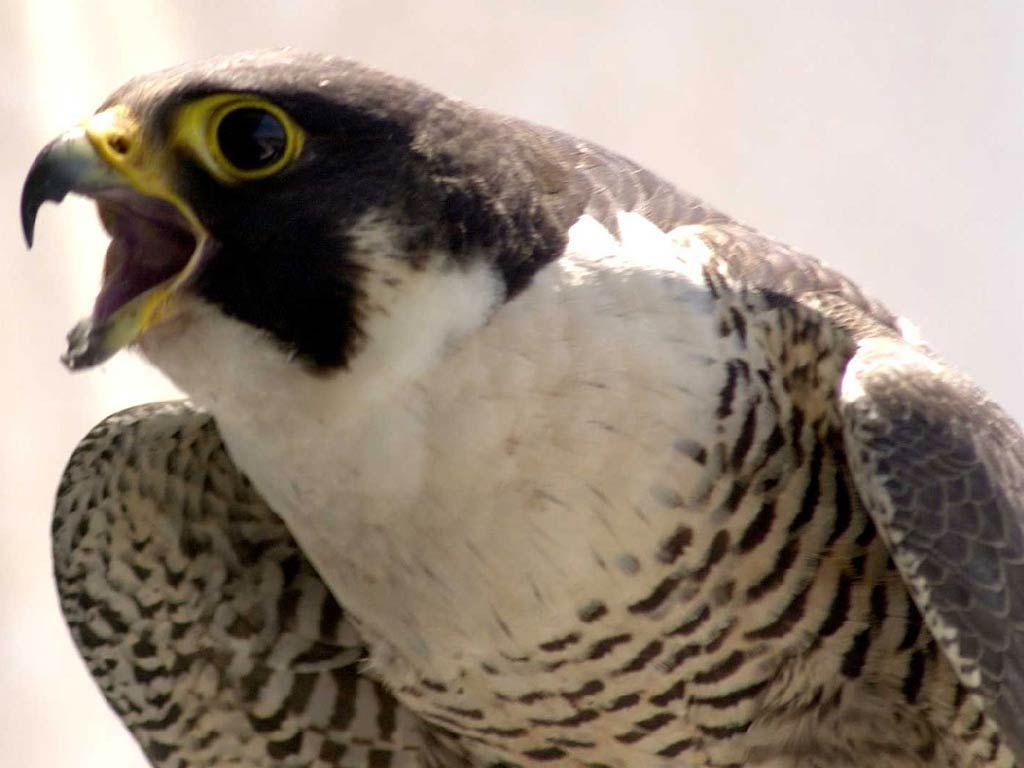 1024x768 falcon tattoos. free Falcon wallpaper wallpaper and background