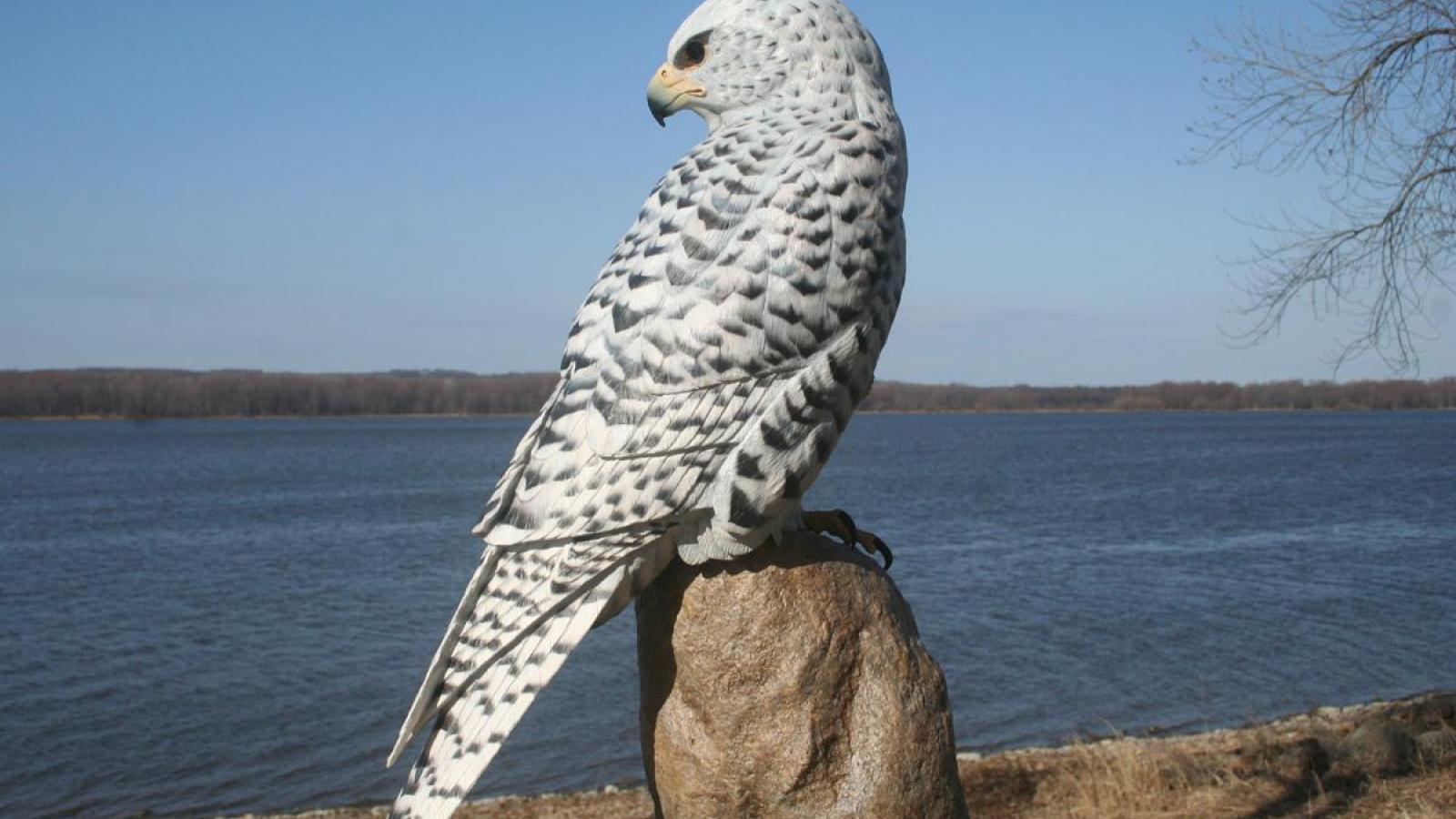 1600x900 Free download peregrine falcon 113850 High Quality and Resolution