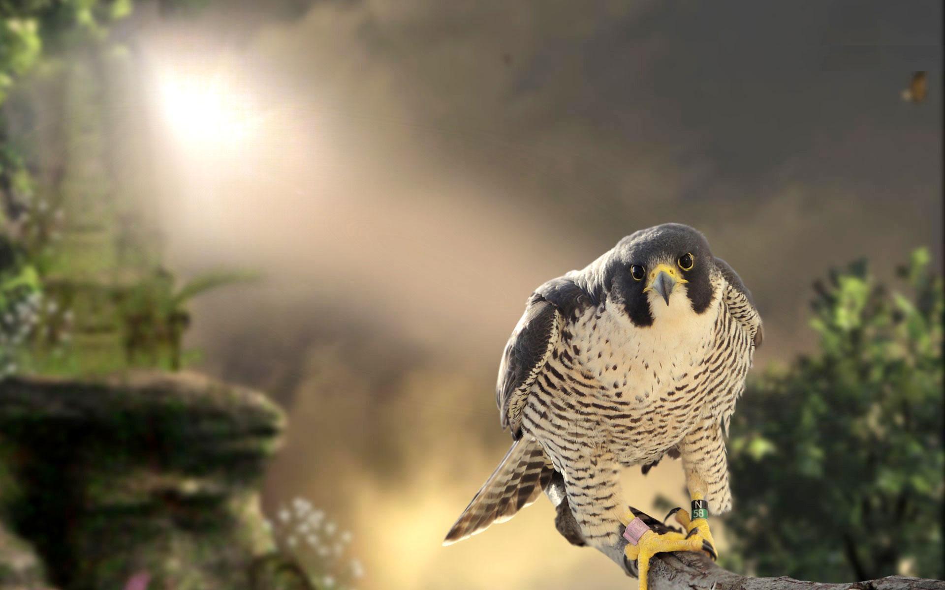 1920x1200 Falcon Live Wallpaper for Android