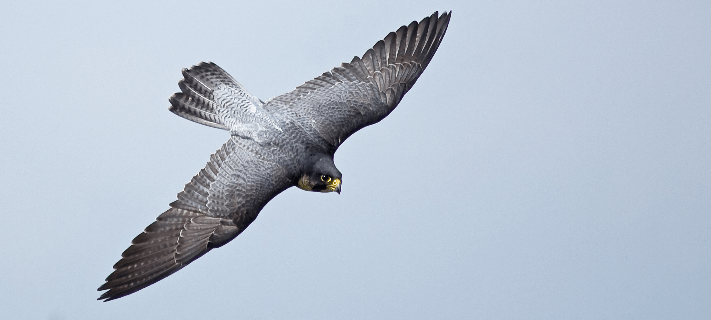 2417x1089 peregrine falcon diving falcon, Birds